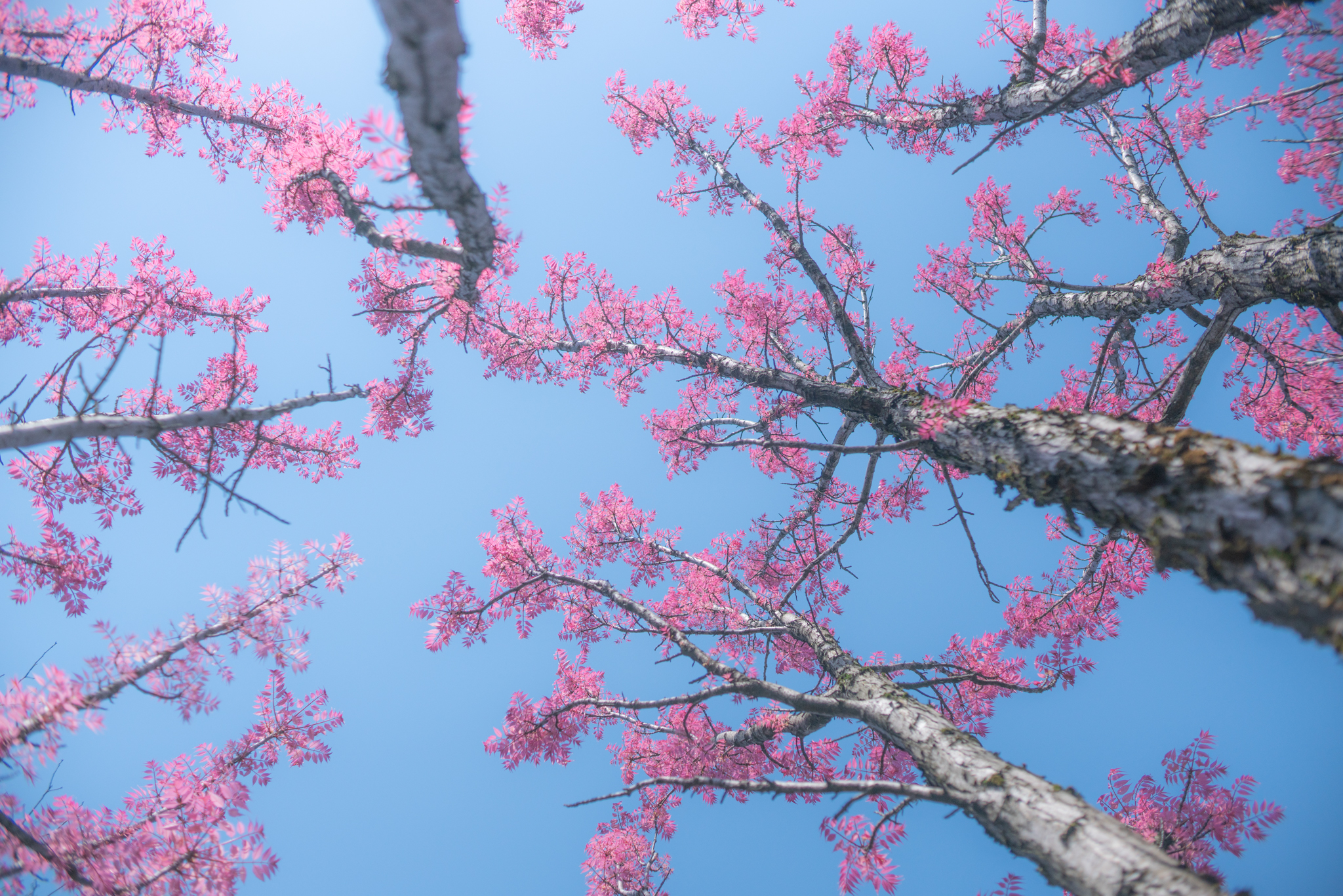 f:id:Paradisia:20200426103819j:plain