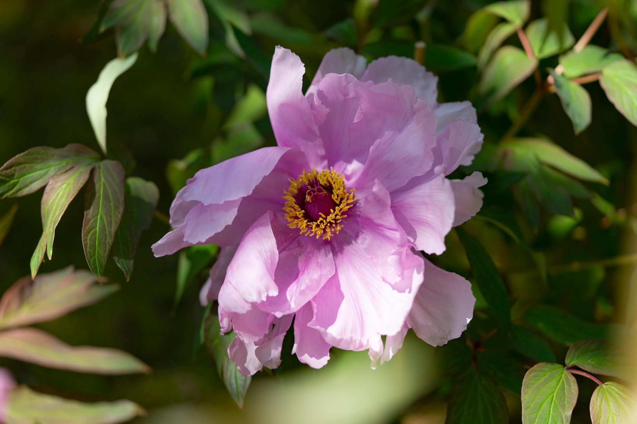f:id:Paradisia:20200426104653j:plain f:id:Paradisia:20200426104653j:plain