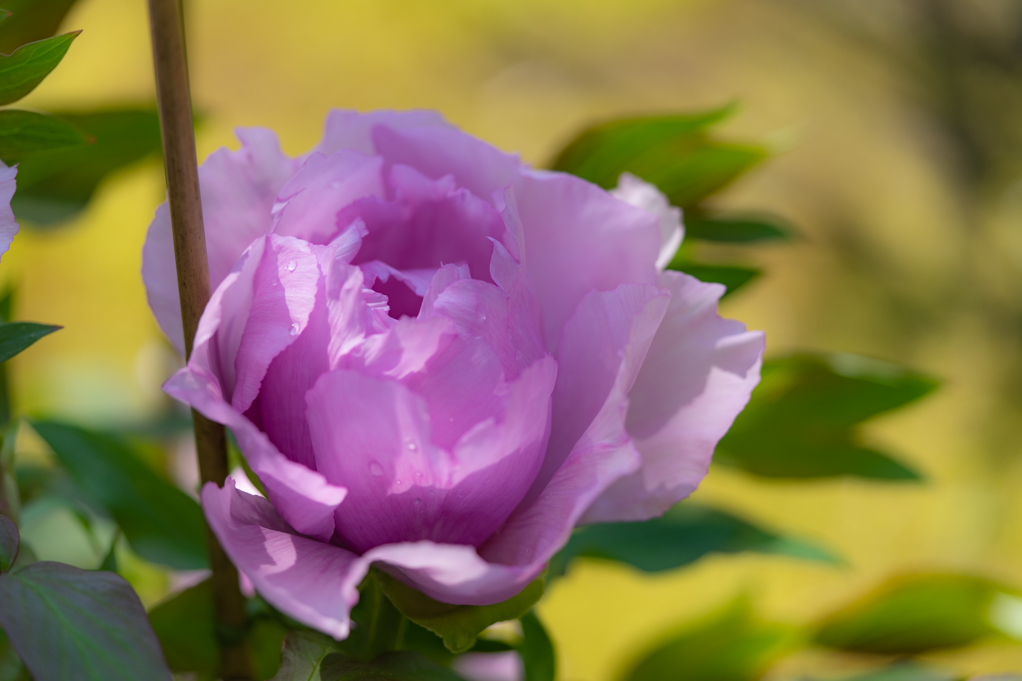 f:id:Paradisia:20200426104730j:plain