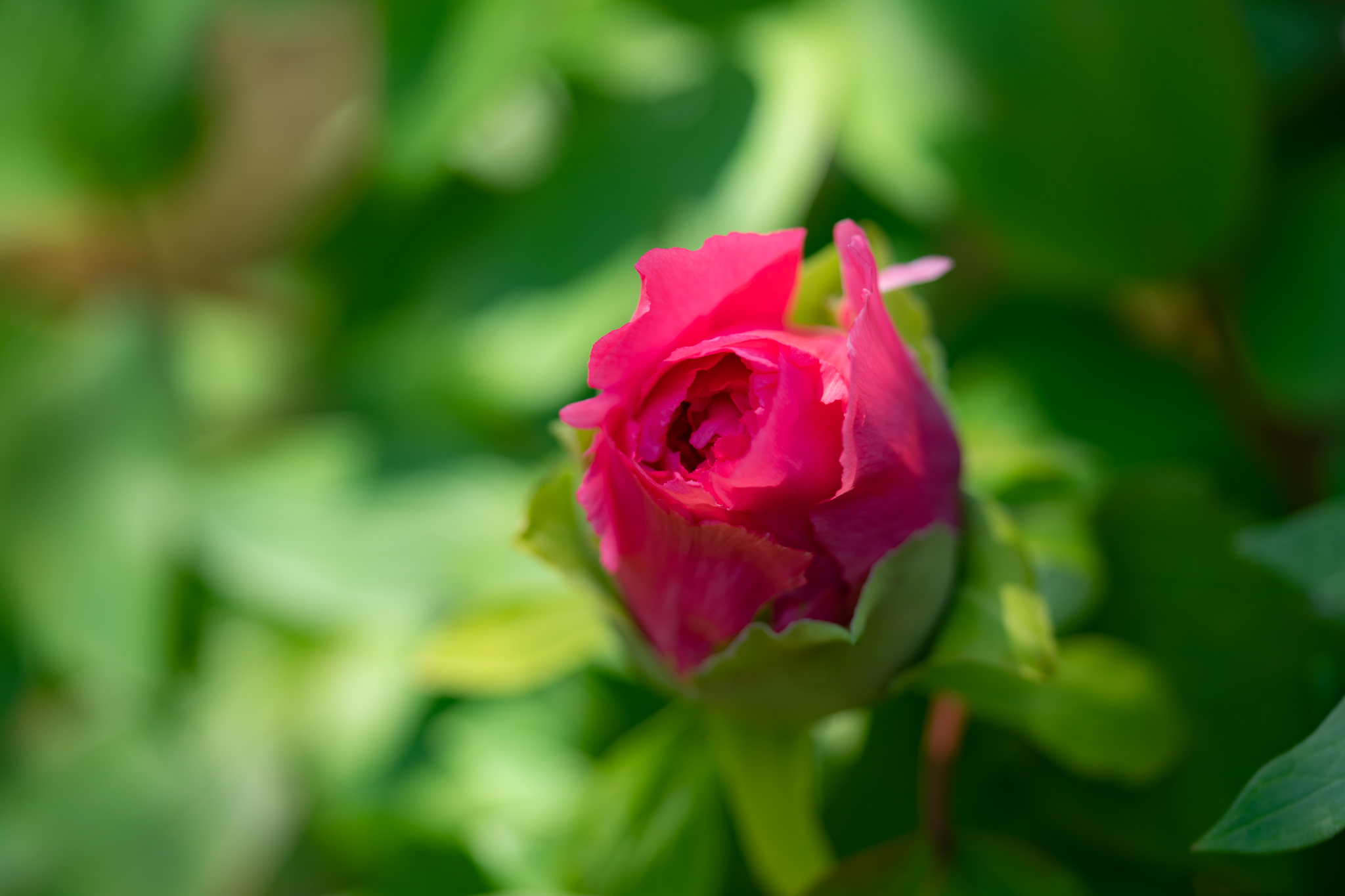 f:id:Paradisia:20200426105720j:plain