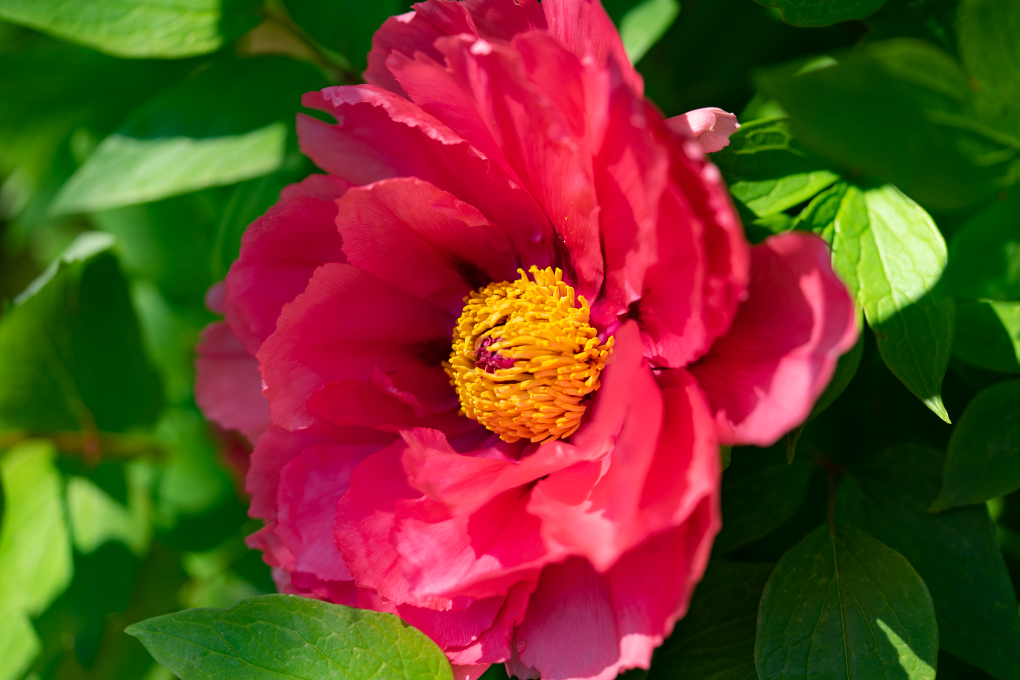 f:id:Paradisia:20200426110134j:plain