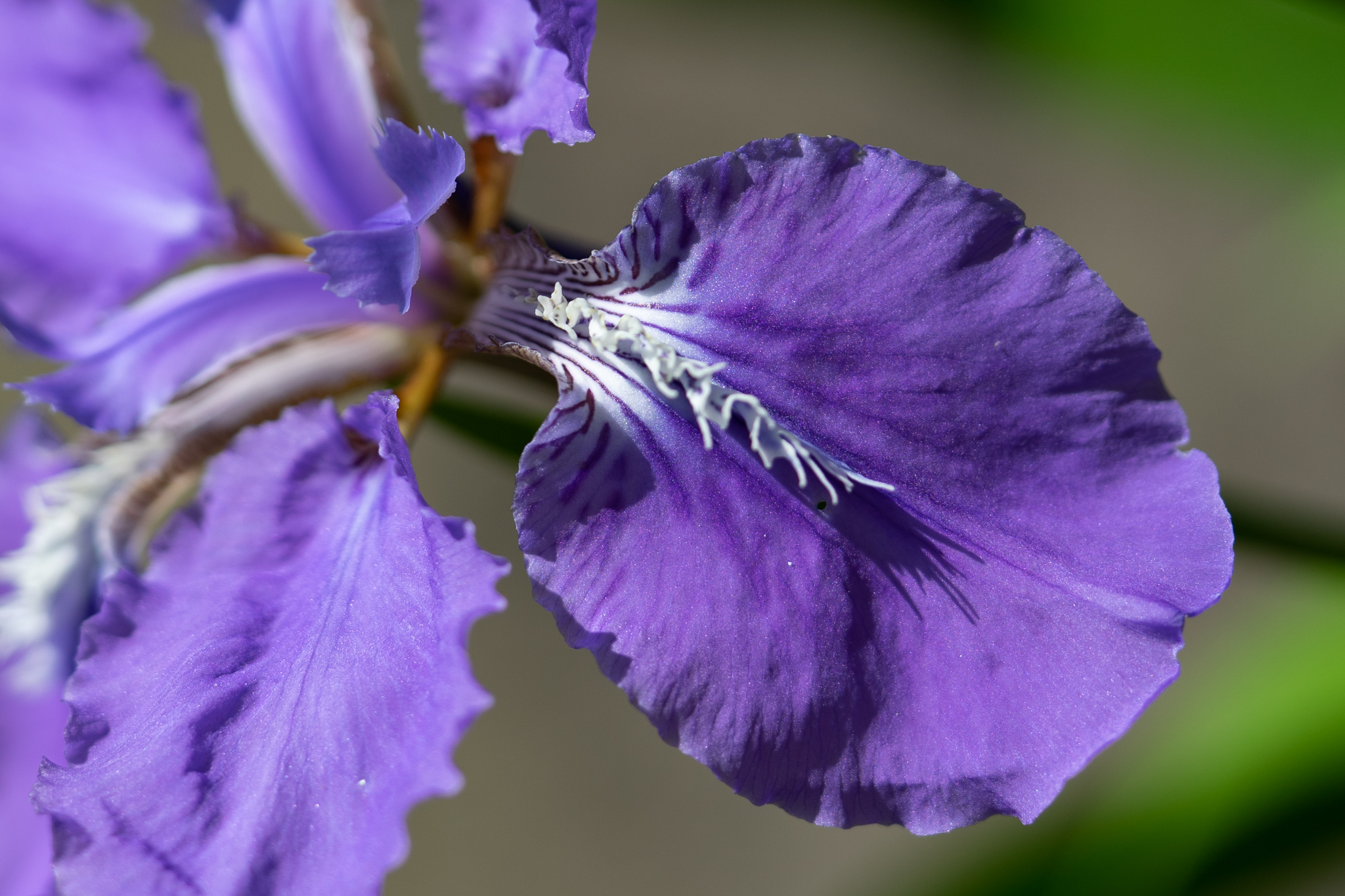 f:id:Paradisia:20200508173350j:plain