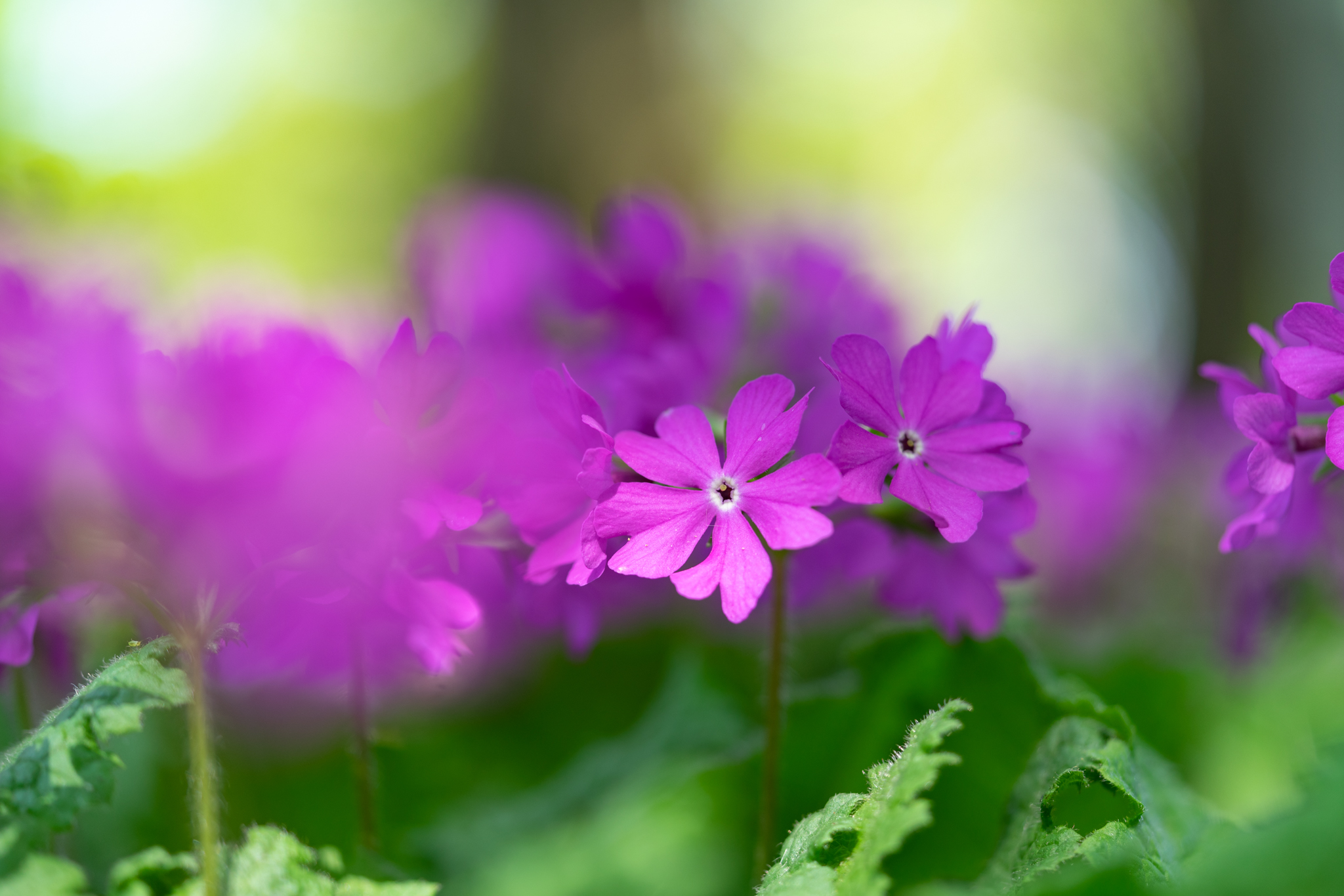 f:id:Paradisia:20200508174133j:plain