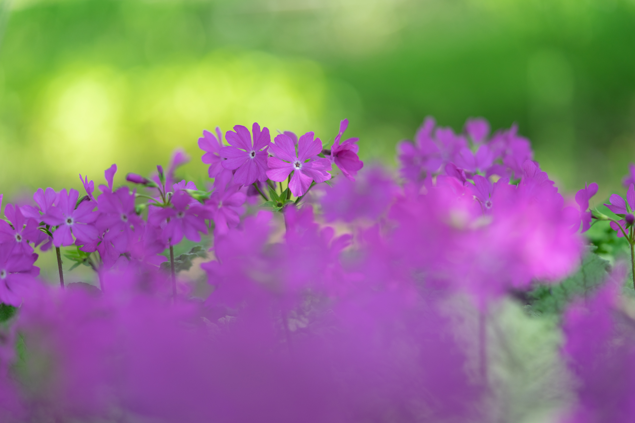 f:id:Paradisia:20200508174231j:plain
