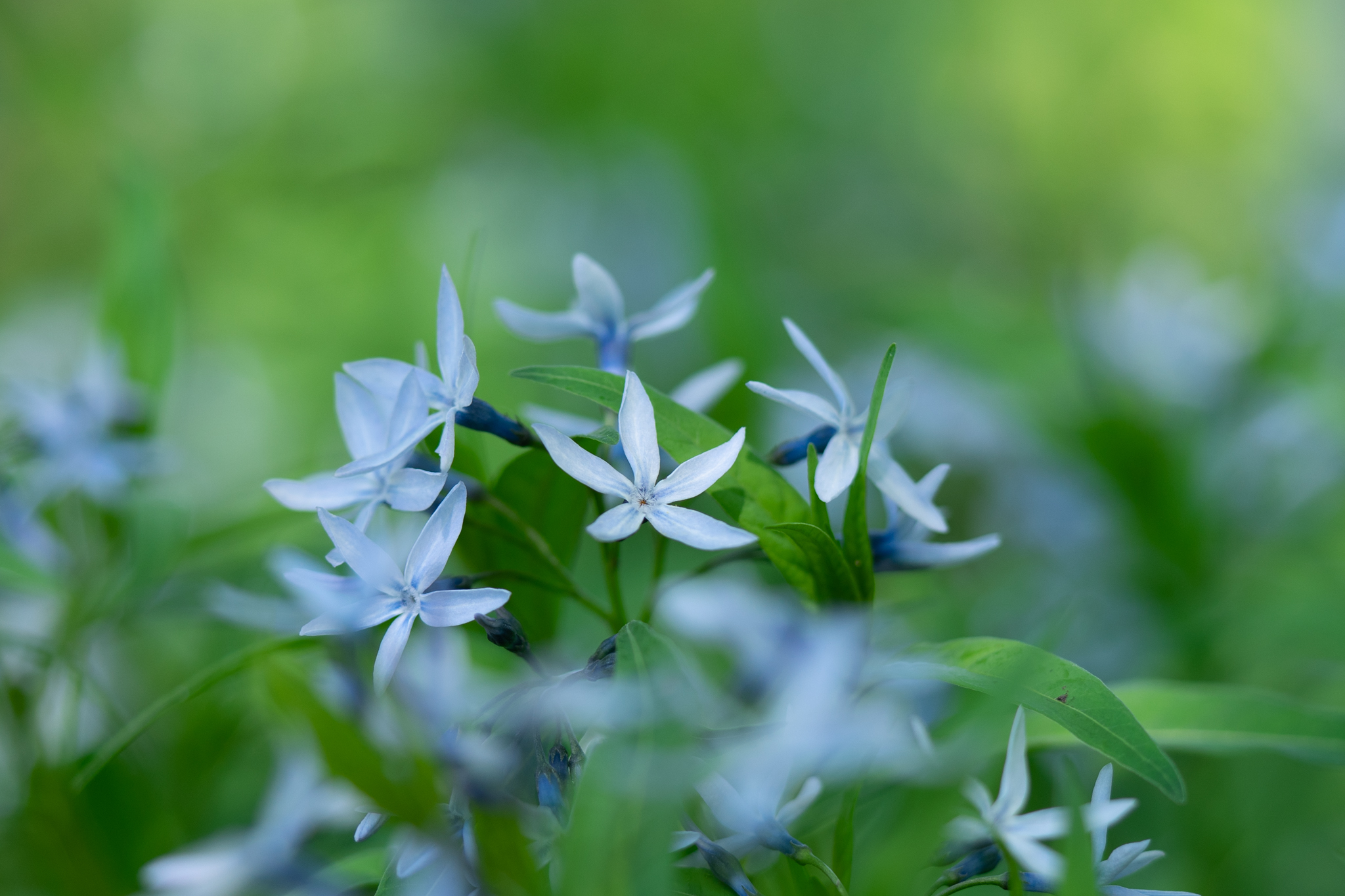 f:id:Paradisia:20200508175800j:plain
