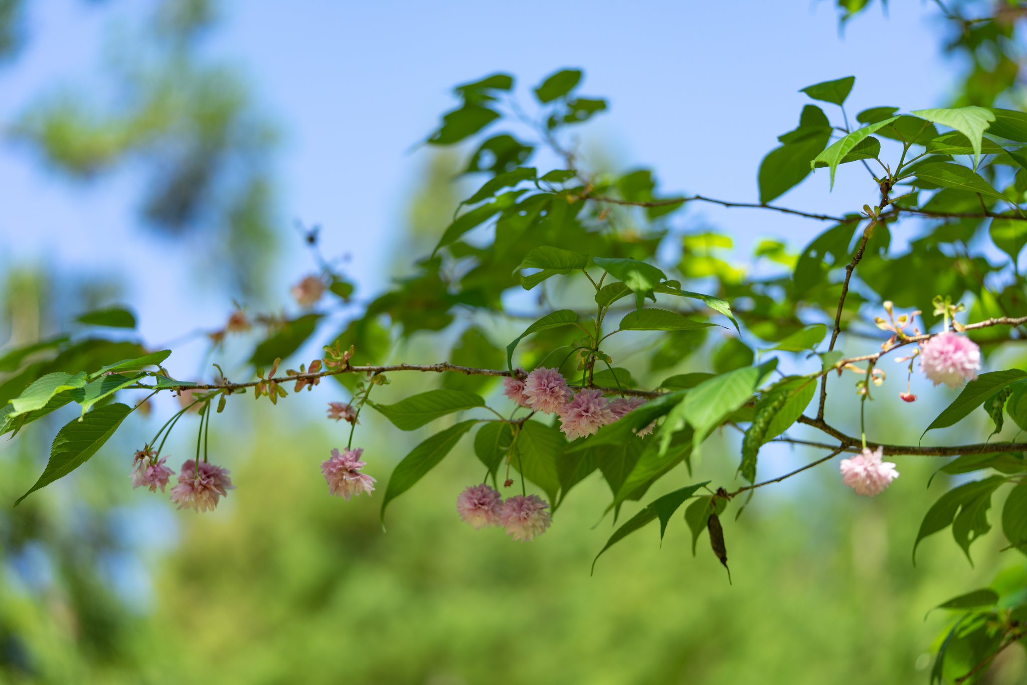 f:id:Paradisia:20200511131734j:plain f:id:Paradisia:20200511131734j:plain