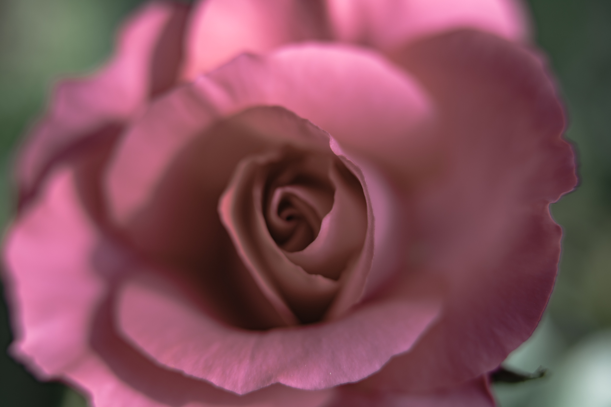 f:id:Paradisia:20200513103000j:plain