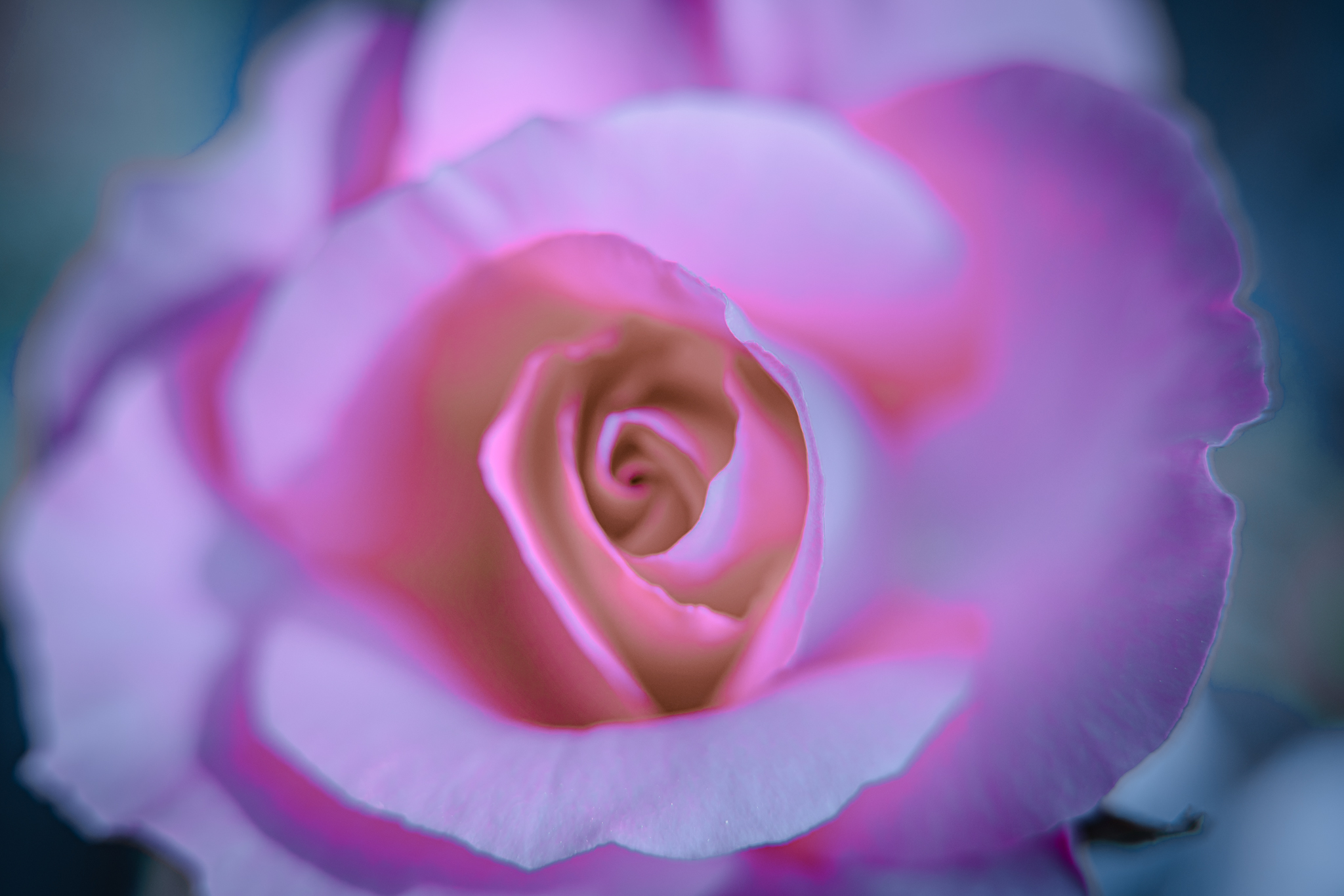 f:id:Paradisia:20200513103017j:plain