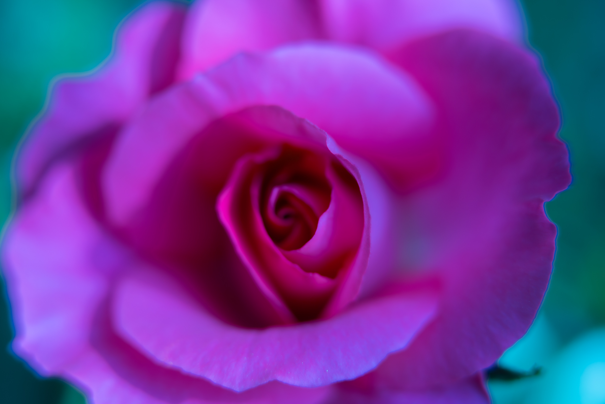 f:id:Paradisia:20200513103033j:plain