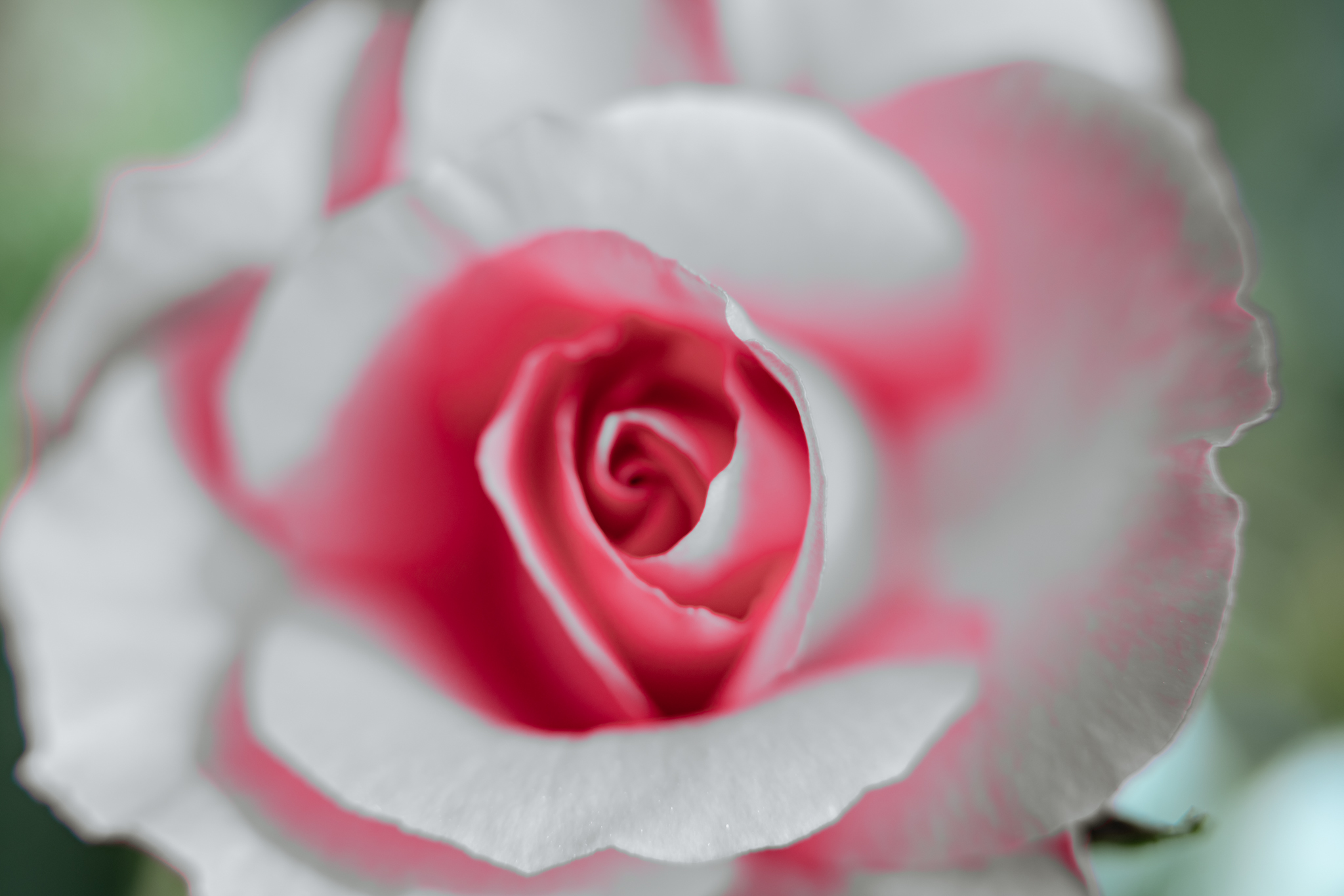 f:id:Paradisia:20200513103048j:plain