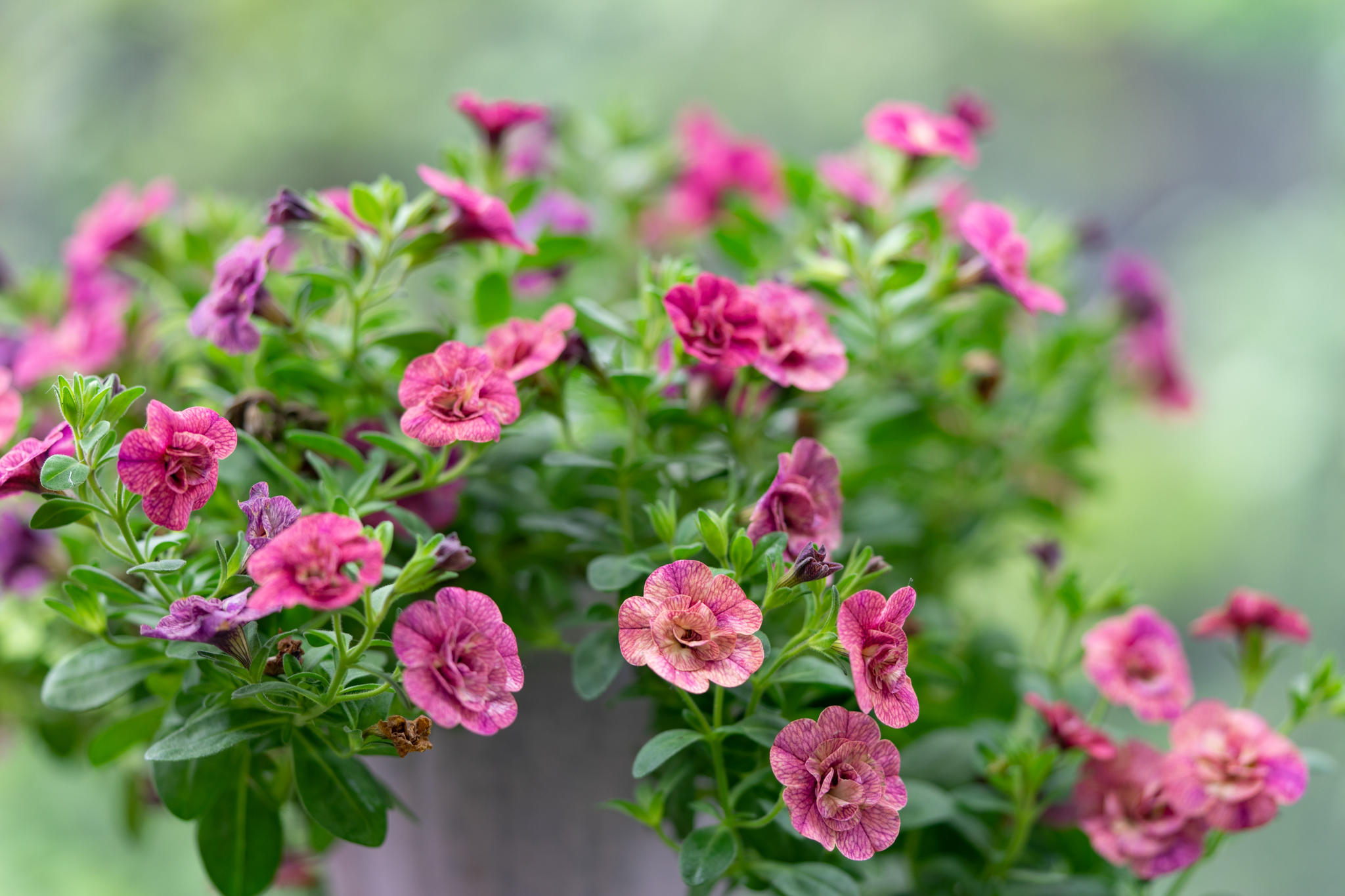 f:id:Paradisia:20200518112748j:plain f:id:Paradisia:20200518112748j:plain