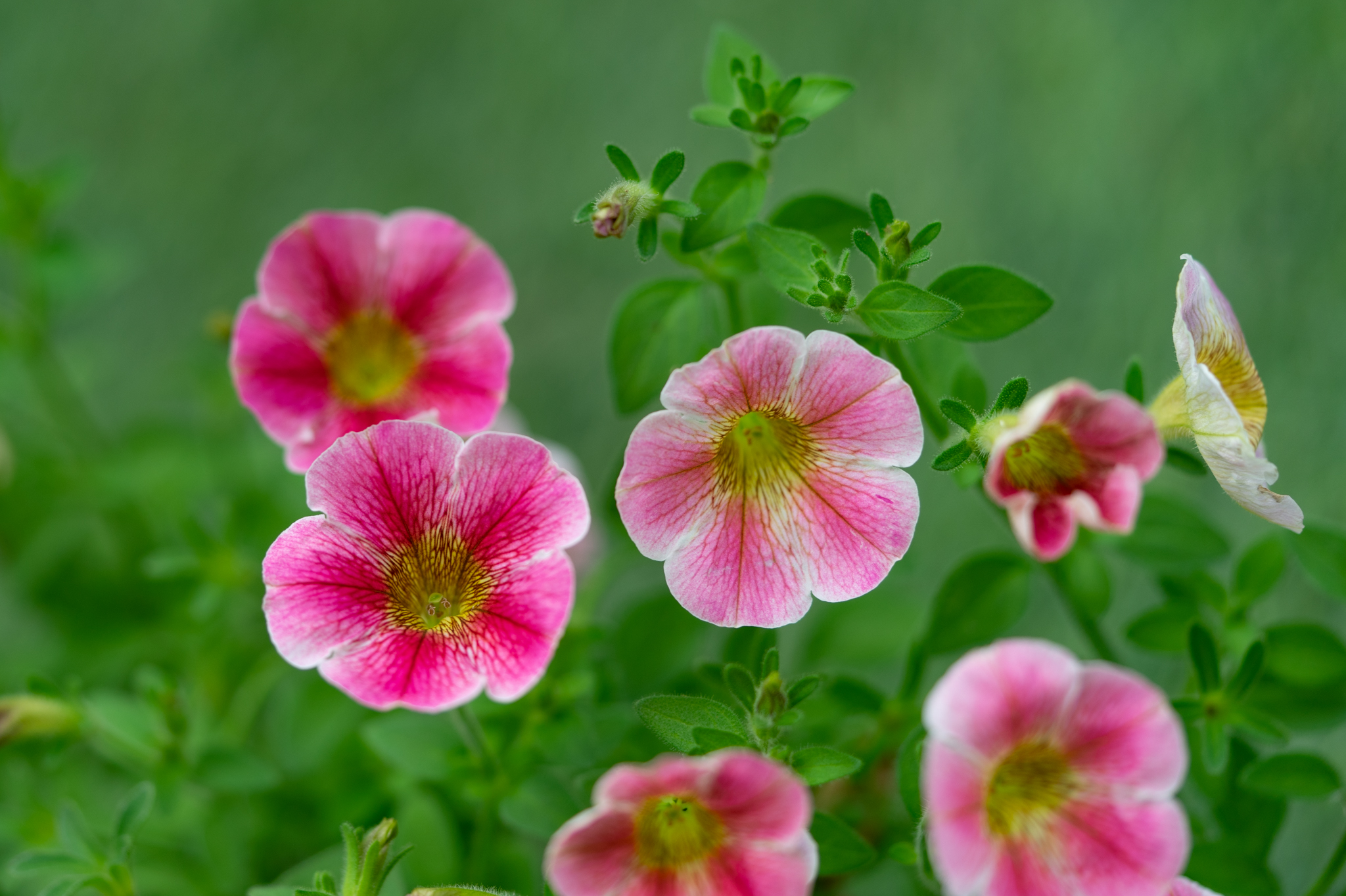 f:id:Paradisia:20200518113355j:plain f:id:Paradisia:20200518113355j:plain