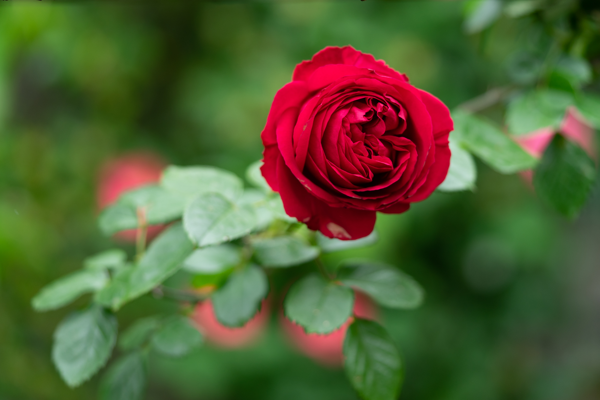f:id:Paradisia:20200518151814j:plain