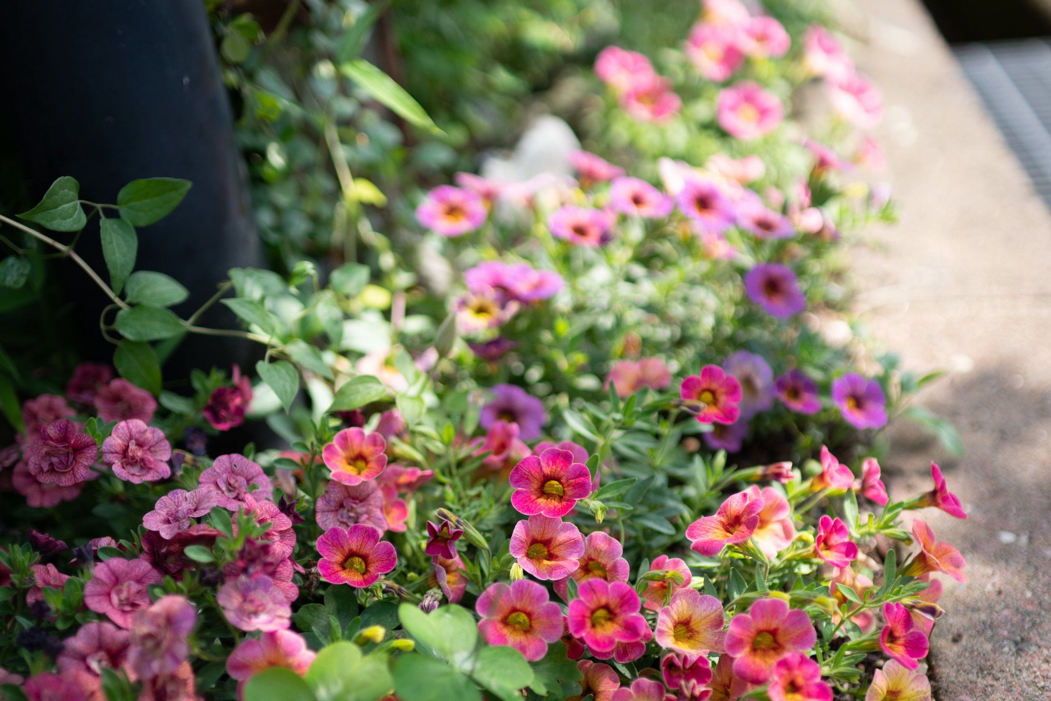 f:id:Paradisia:20200523163238j:plain f:id:Paradisia:20200523163238j:plain