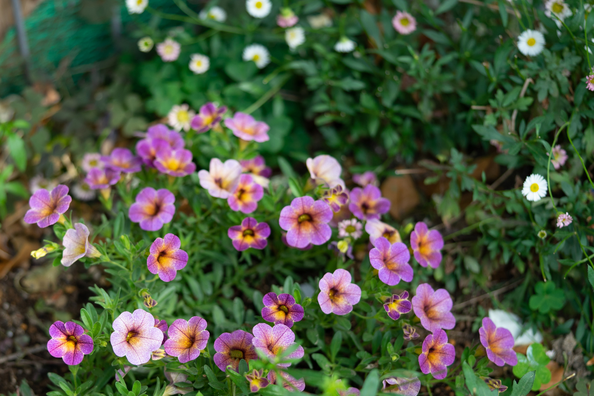 f:id:Paradisia:20200523163755j:plain f:id:Paradisia:20200523163755j:plain