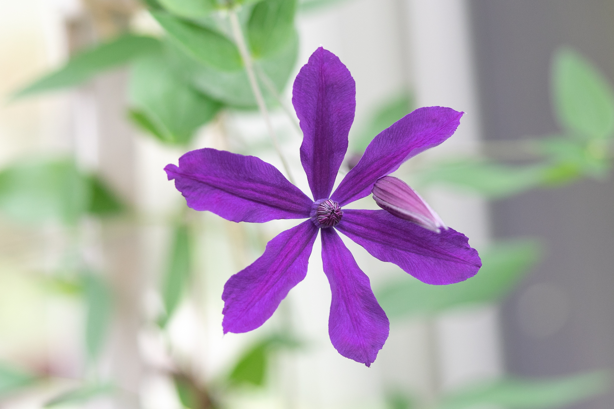 美の女神というクレマチス アフロディーテ エレガフミナ 光と風と薔薇と