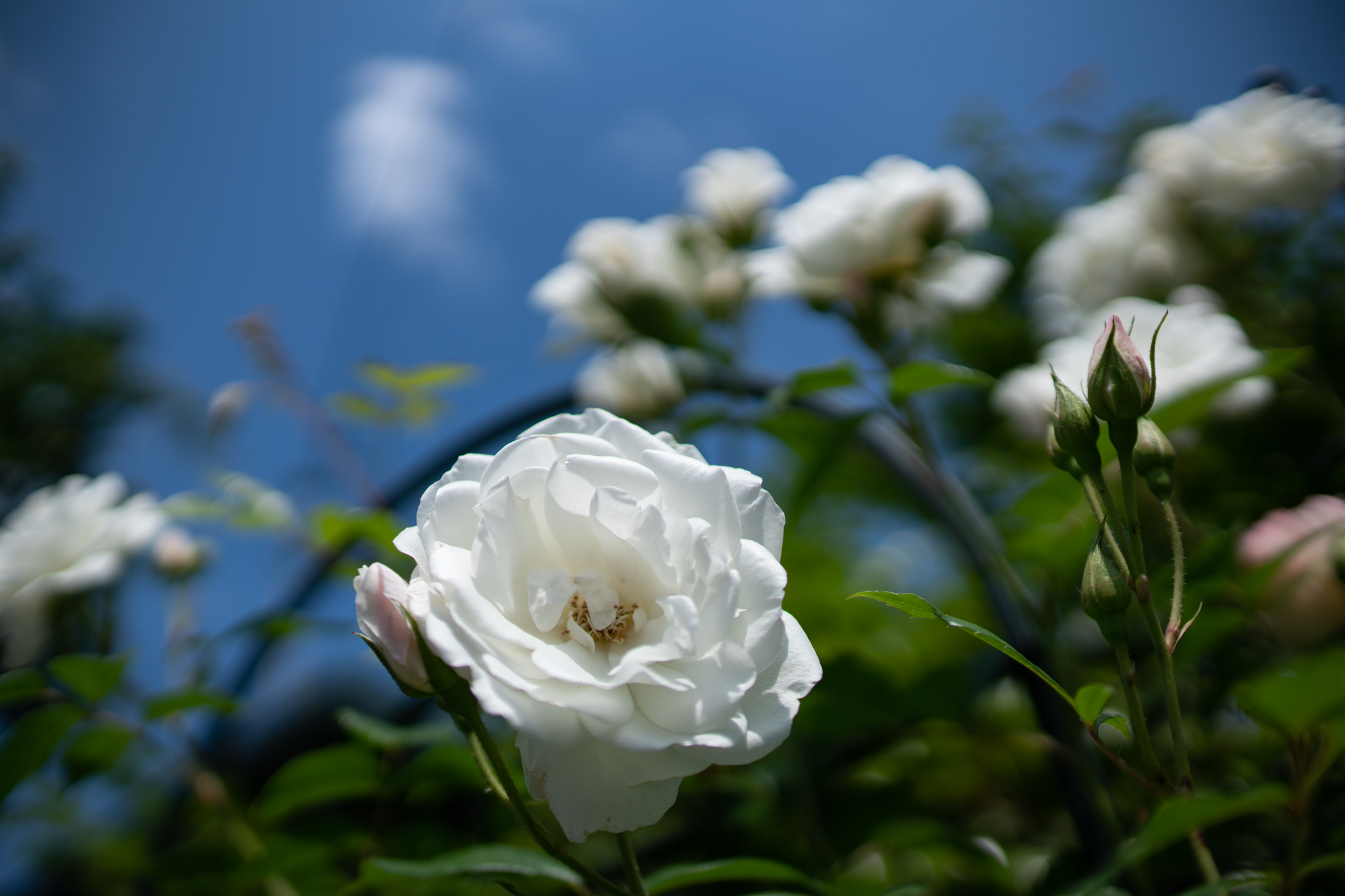 f:id:Paradisia:20200523172929j:plain