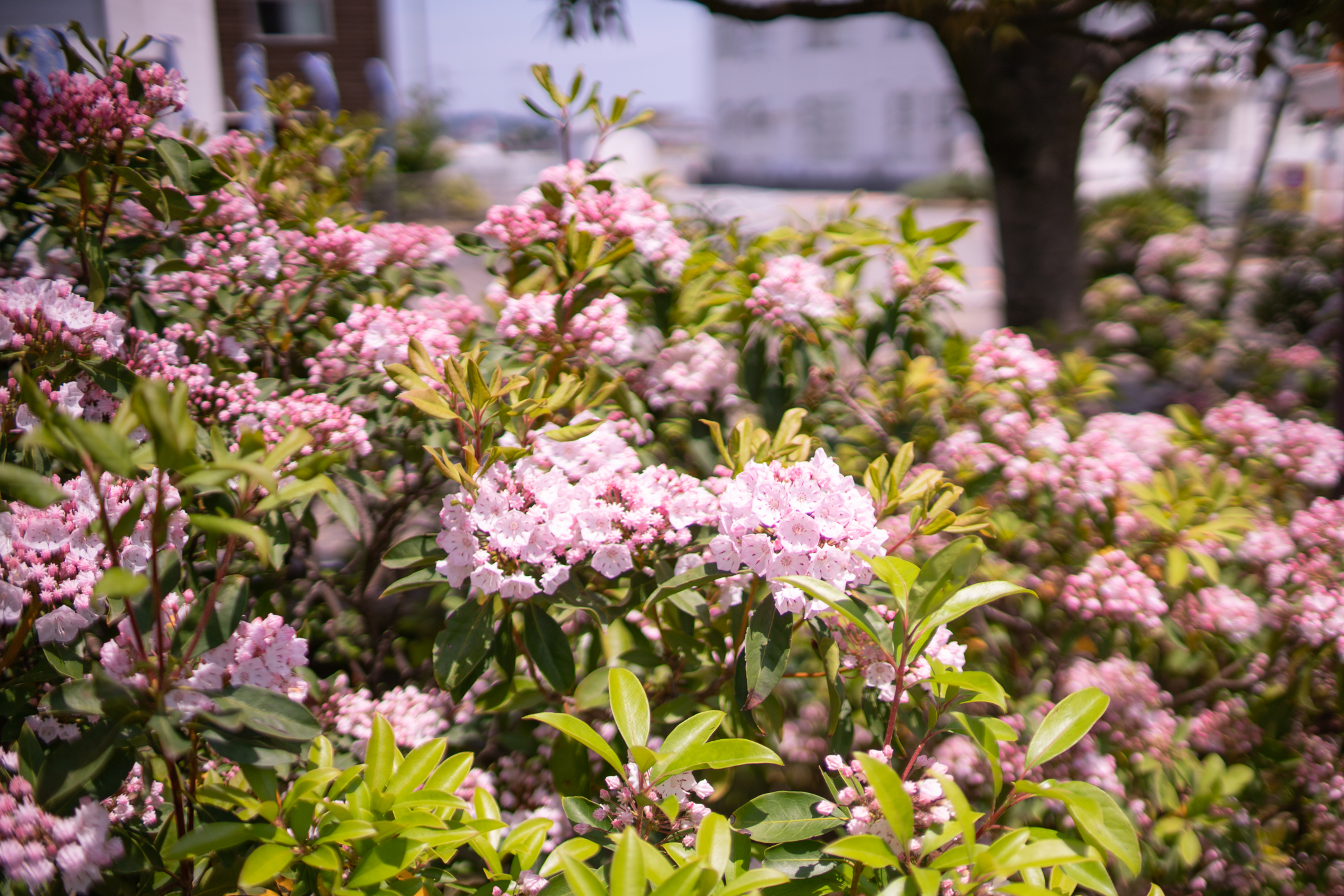 f:id:Paradisia:20200524174607j:plain f:id:Paradisia:20200524174607j:plain