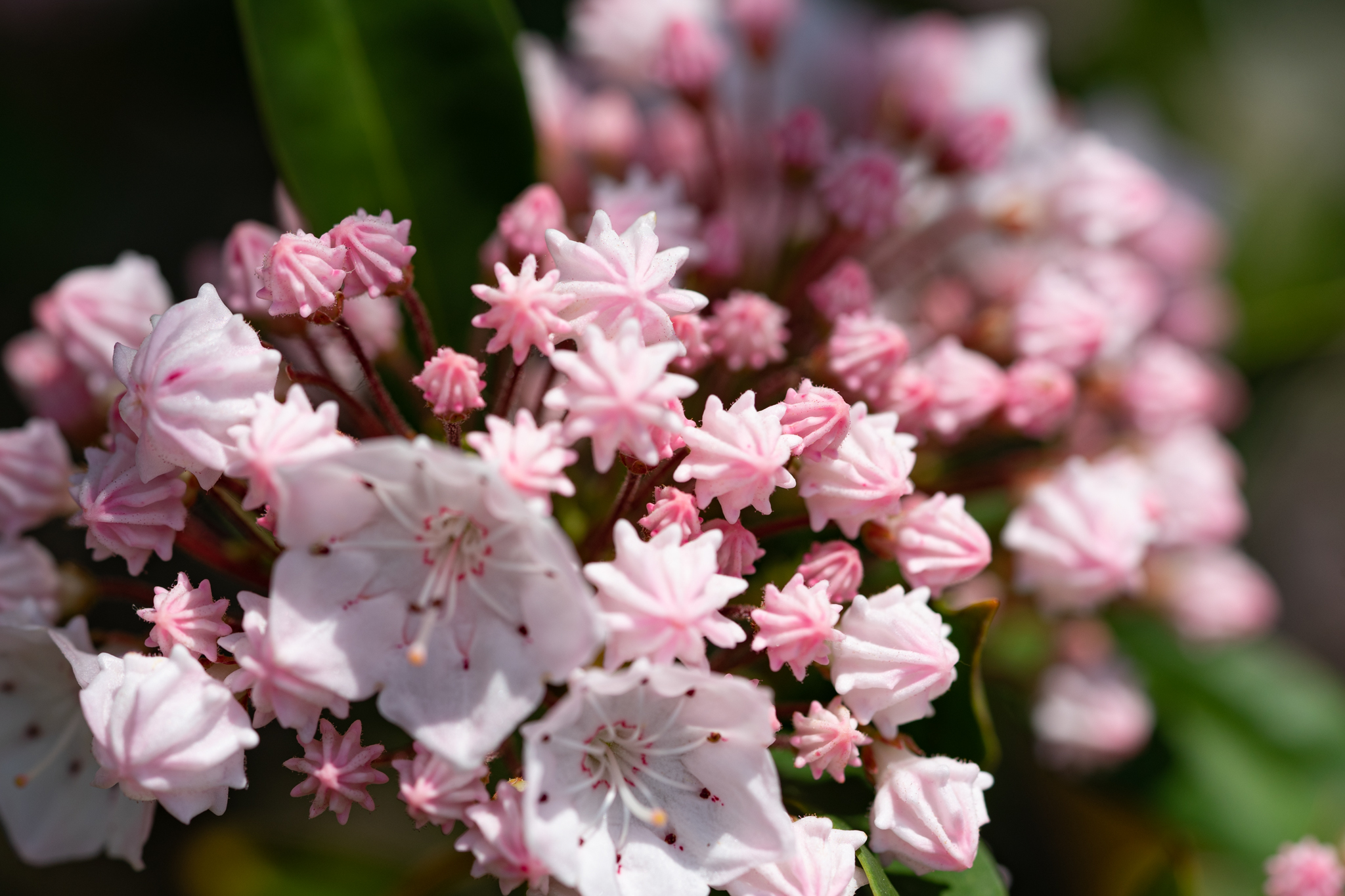 f:id:Paradisia:20200524174647j:plain f:id:Paradisia:20200524174647j:plain