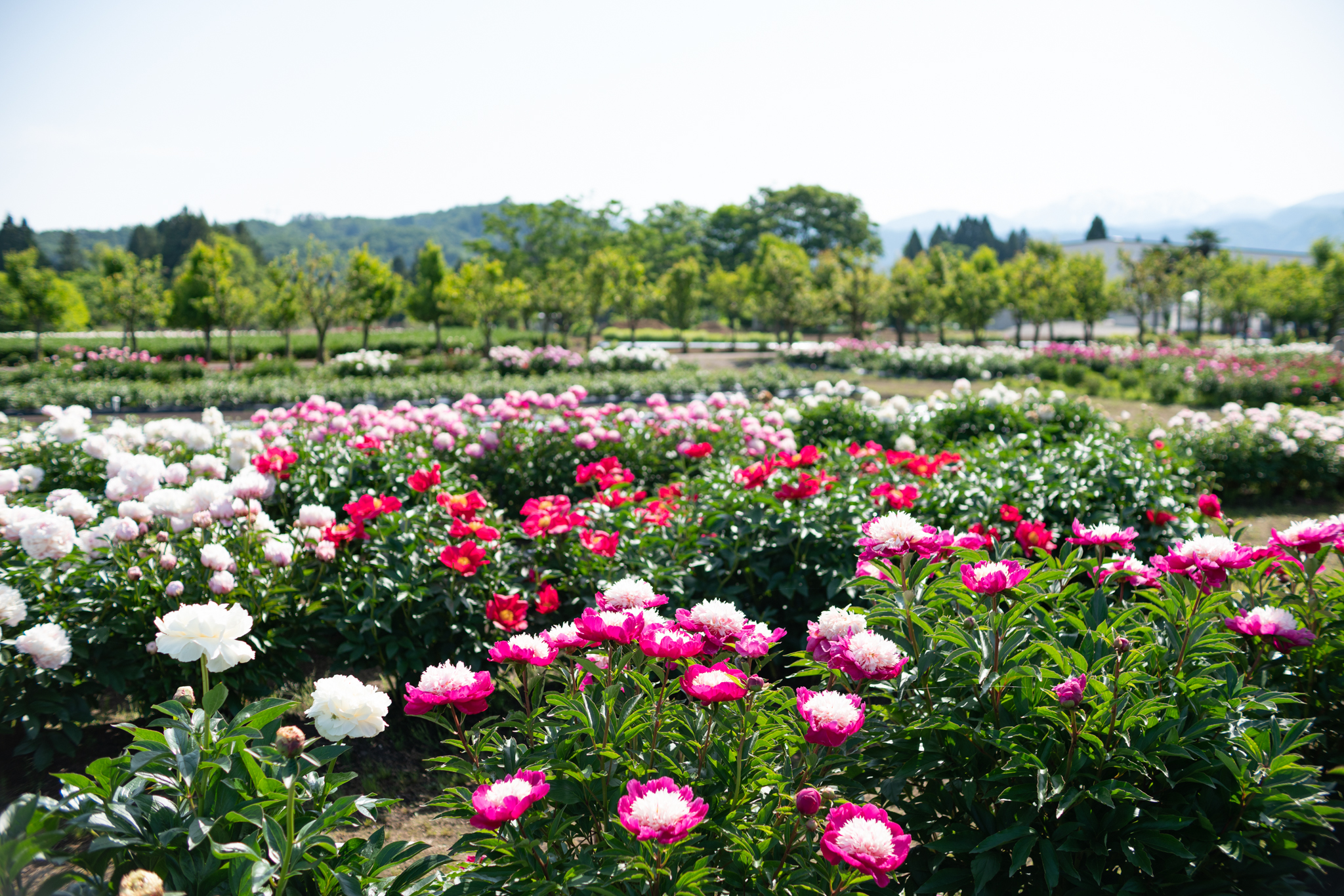 f:id:Paradisia:20200524180155j:plain f:id:Paradisia:20200524180155j:plain