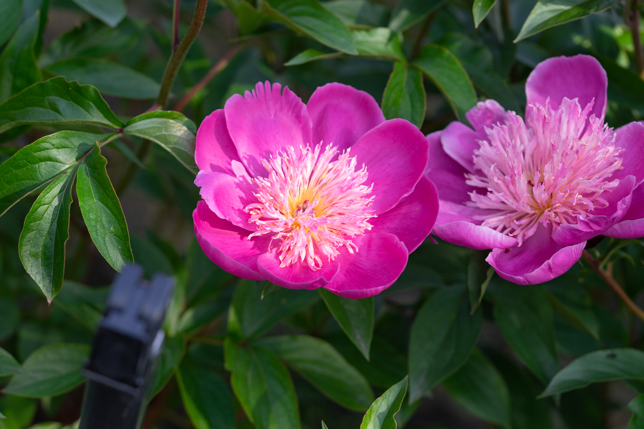 f:id:Paradisia:20200524180232j:plain f:id:Paradisia:20200524180232j:plain