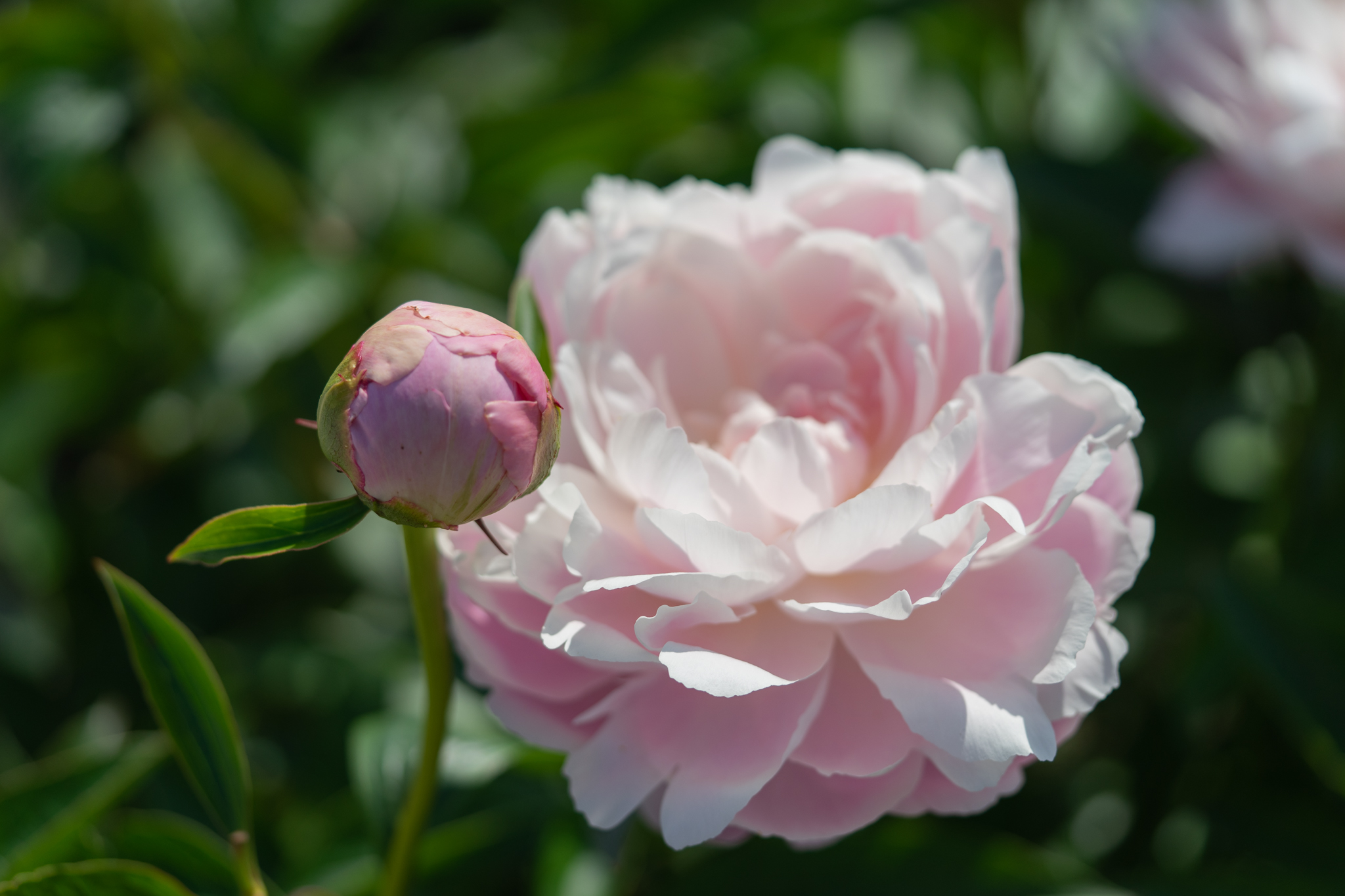 f:id:Paradisia:20200524180533j:plain f:id:Paradisia:20200524180533j:plain