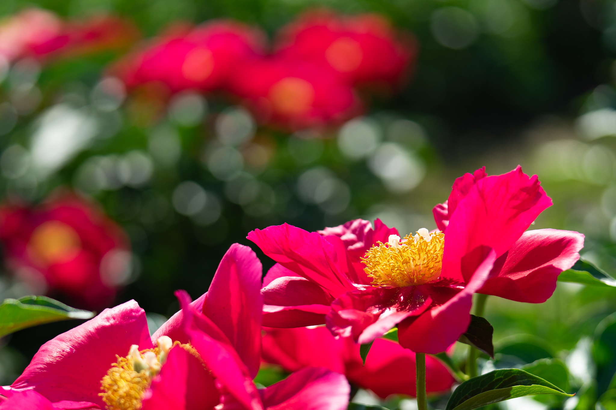 f:id:Paradisia:20200526170357j:plain f:id:Paradisia:20200526170357j:plain