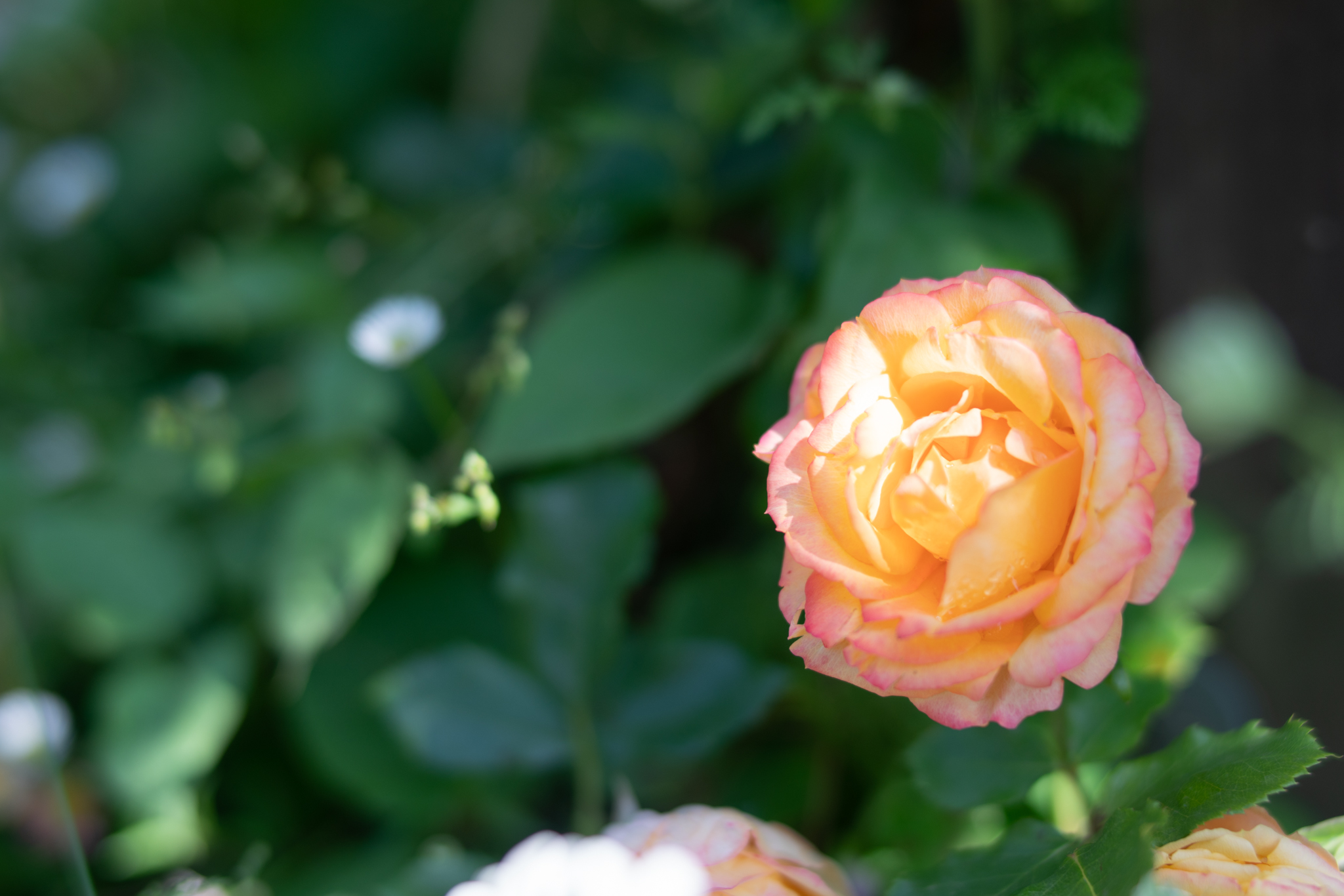 f:id:Paradisia:20200527153504j:plain