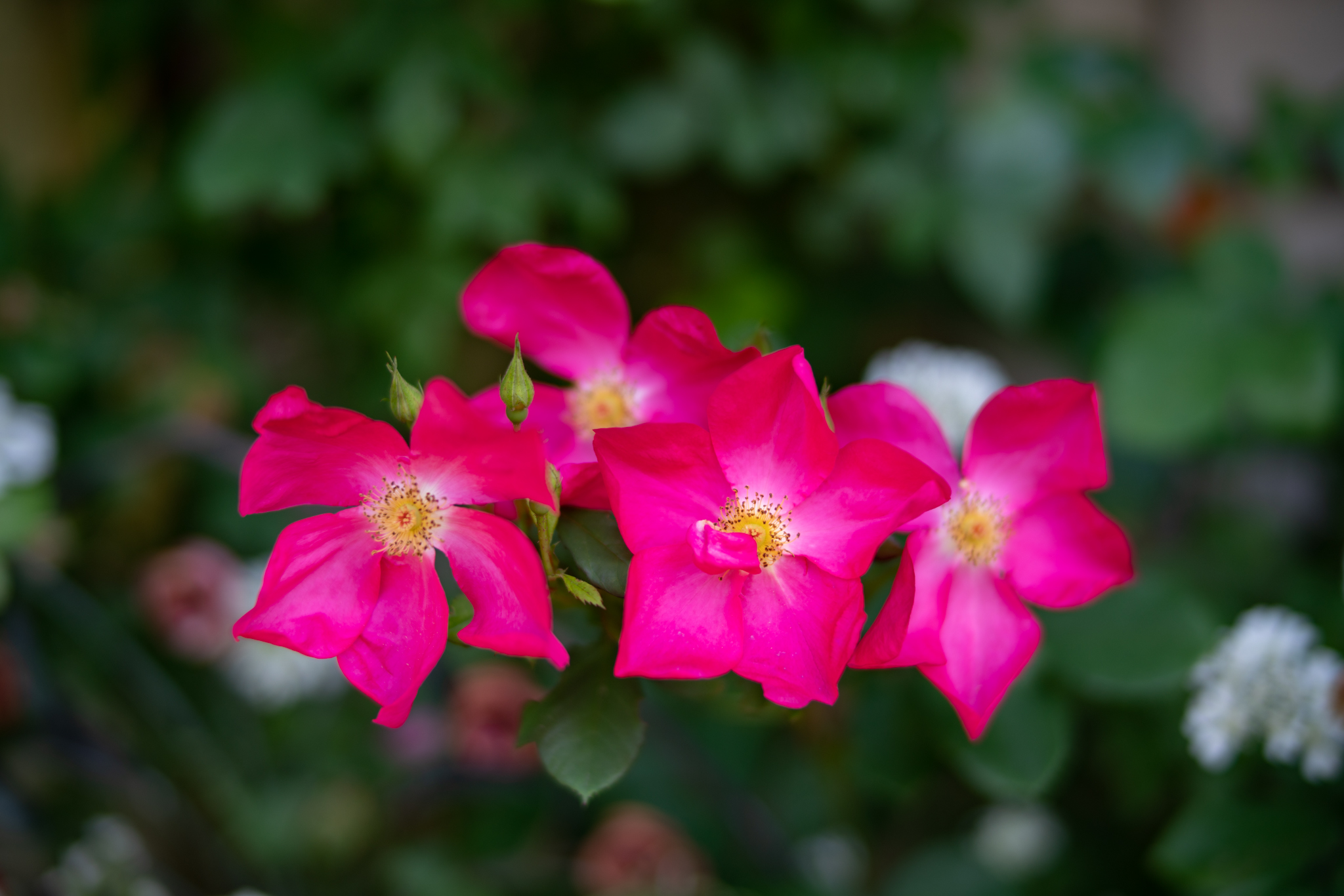 f:id:Paradisia:20200527153654j:plain