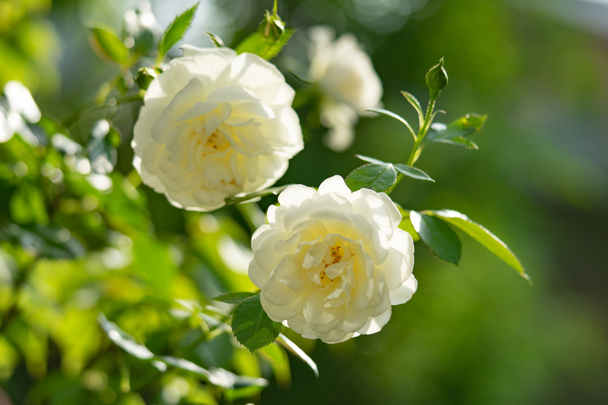 f:id:Paradisia:20200527165803j:plain