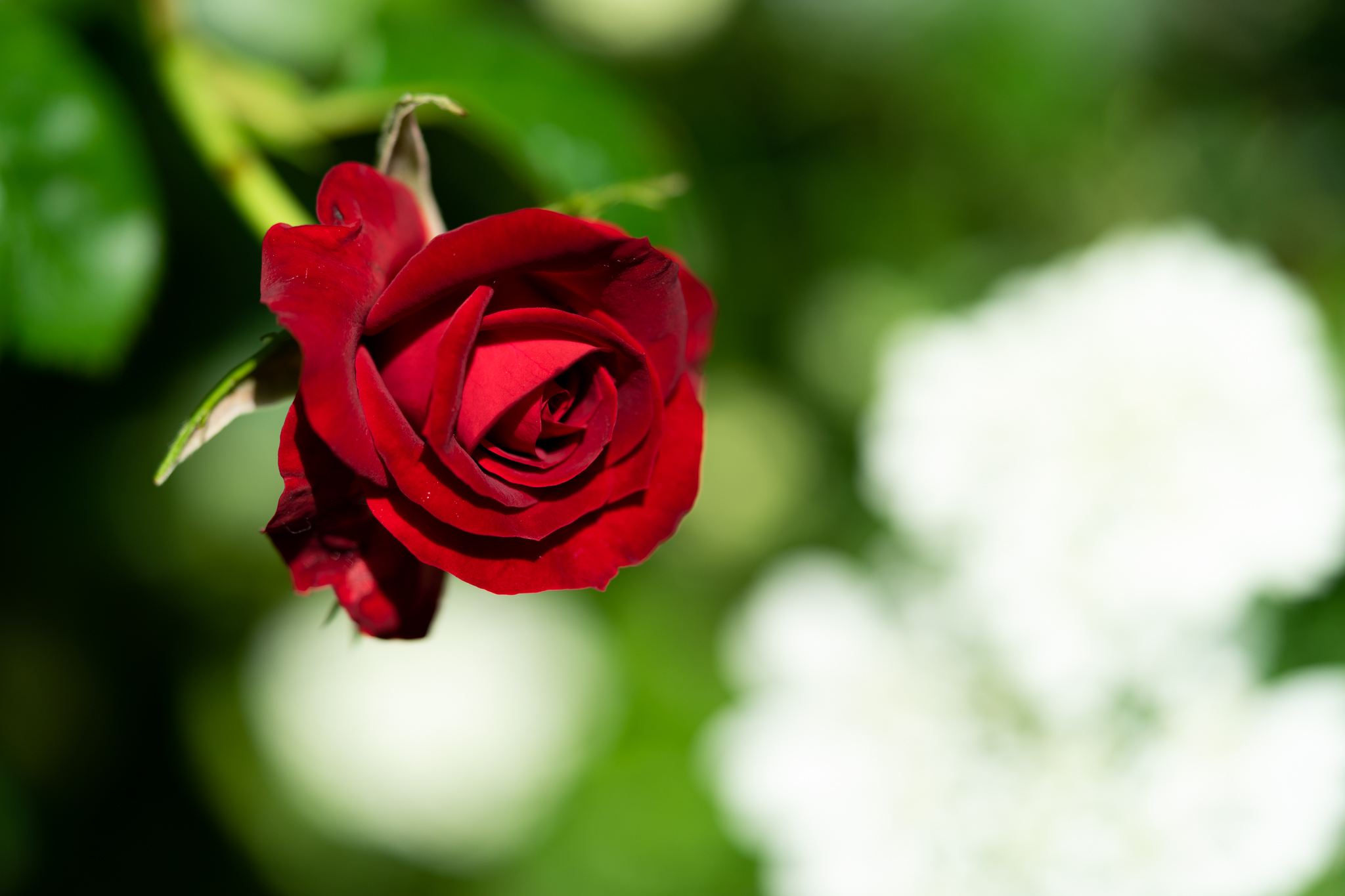 f:id:Paradisia:20200528070054j:plain