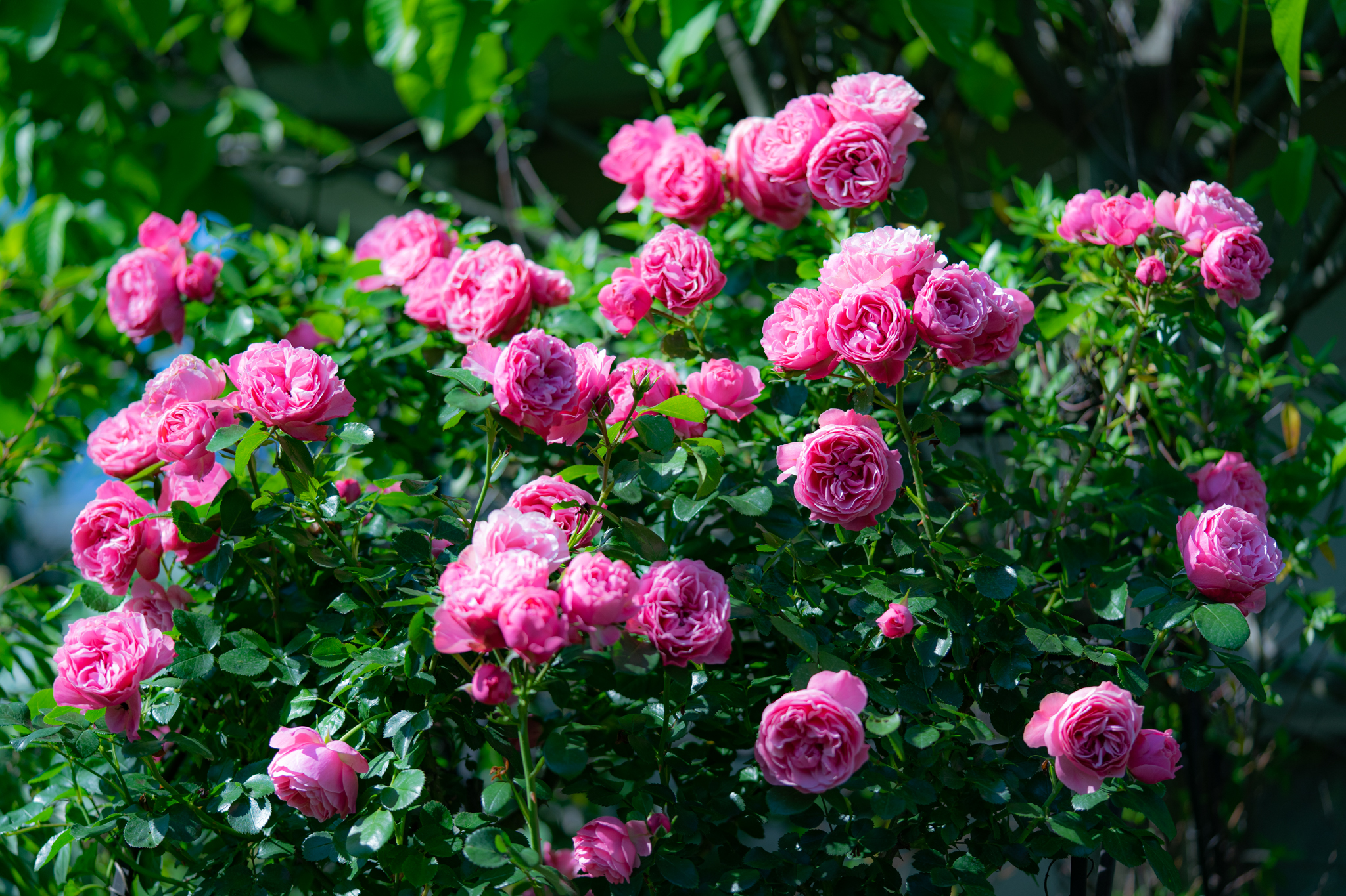 f:id:Paradisia:20200528152346j:plain