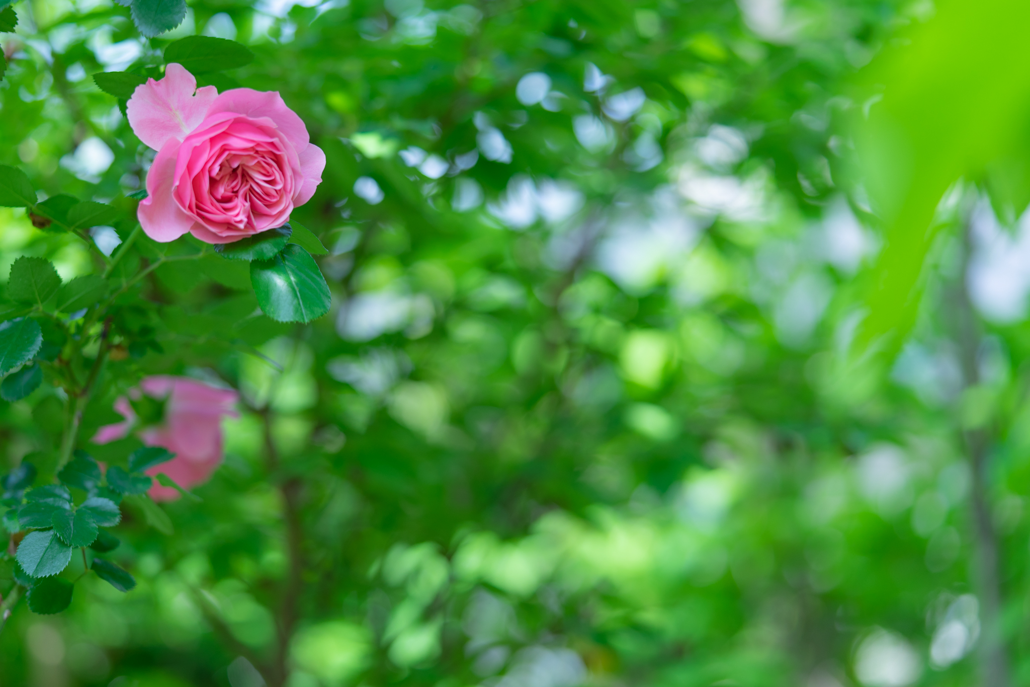 f:id:Paradisia:20200528152753j:plain