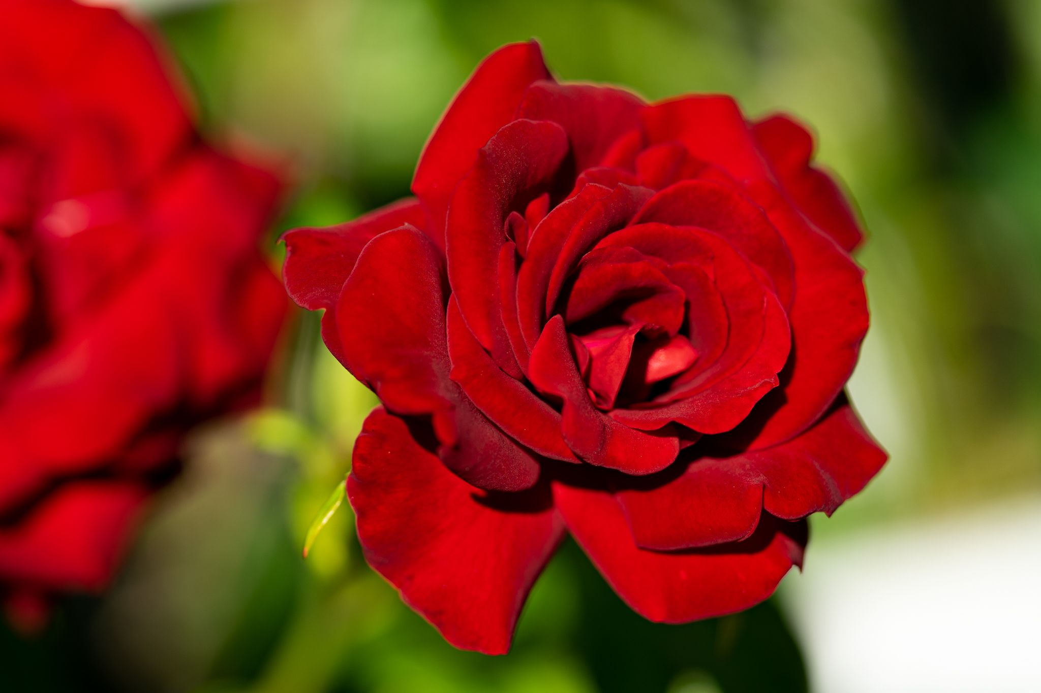 f:id:Paradisia:20200529174152j:plain