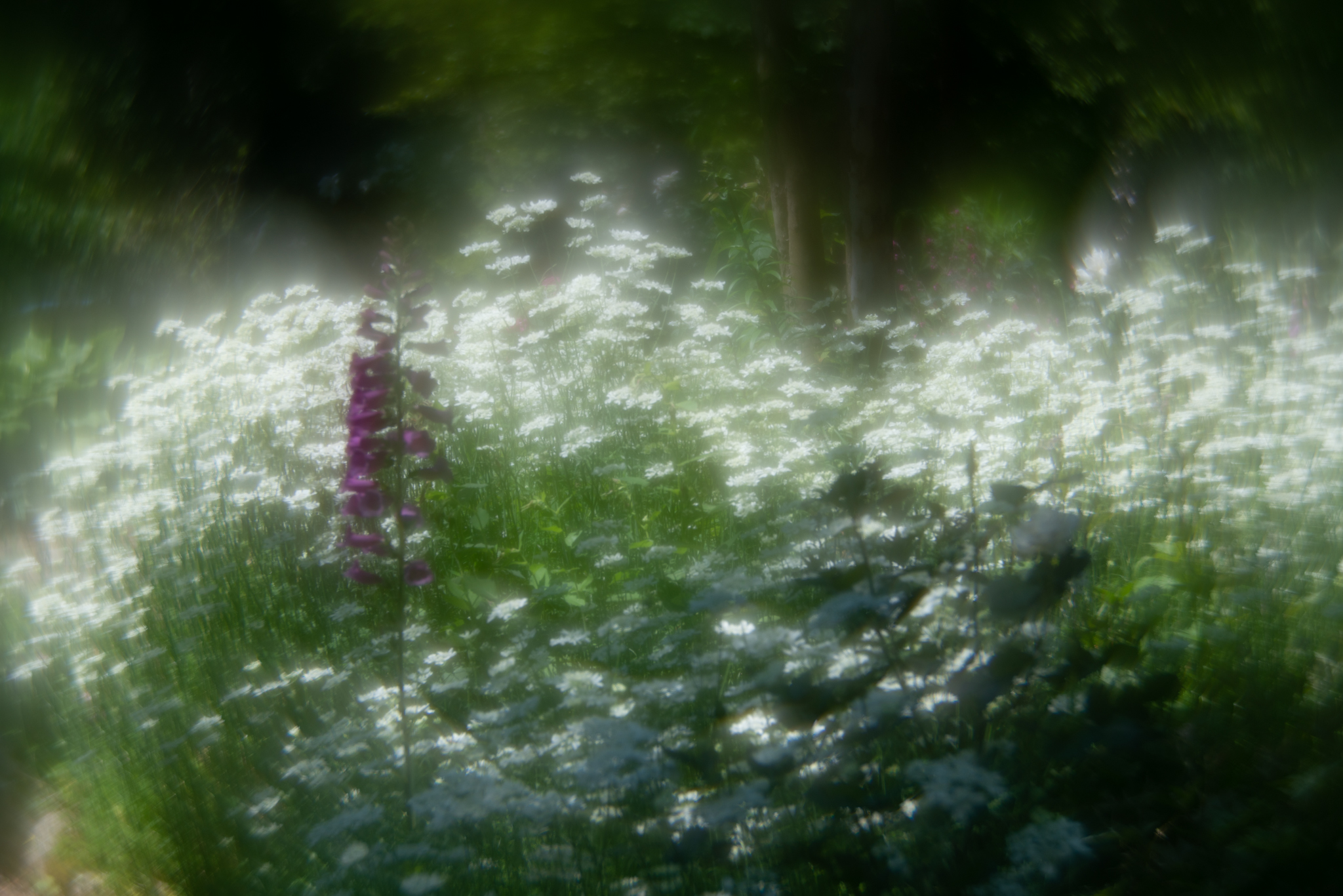f:id:Paradisia:20200530161402j:plain