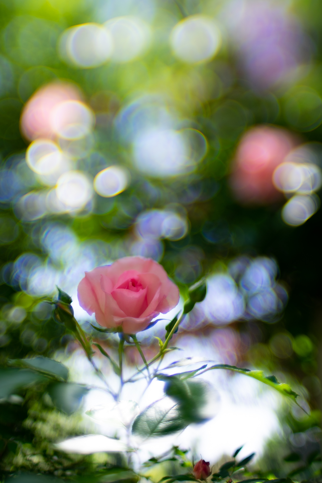 f:id:Paradisia:20200530162019j:plain f:id:Paradisia:20200530162019j:plain