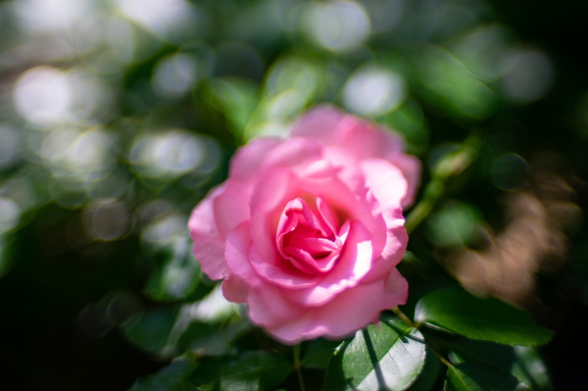 f:id:Paradisia:20200530162038j:plain f:id:Paradisia:20200530162038j:plain