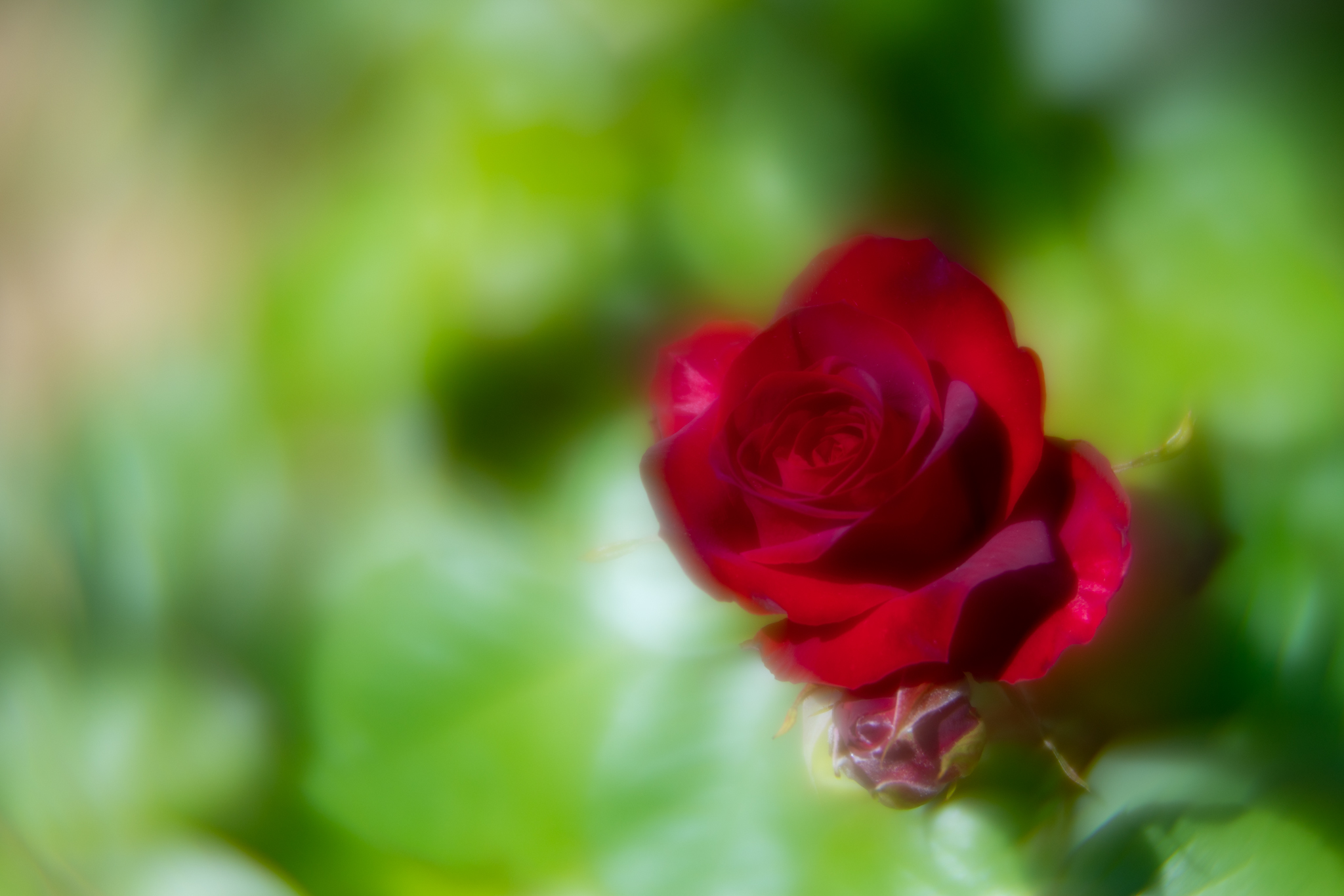 f:id:Paradisia:20200530162211j:plain f:id:Paradisia:20200530162211j:plain