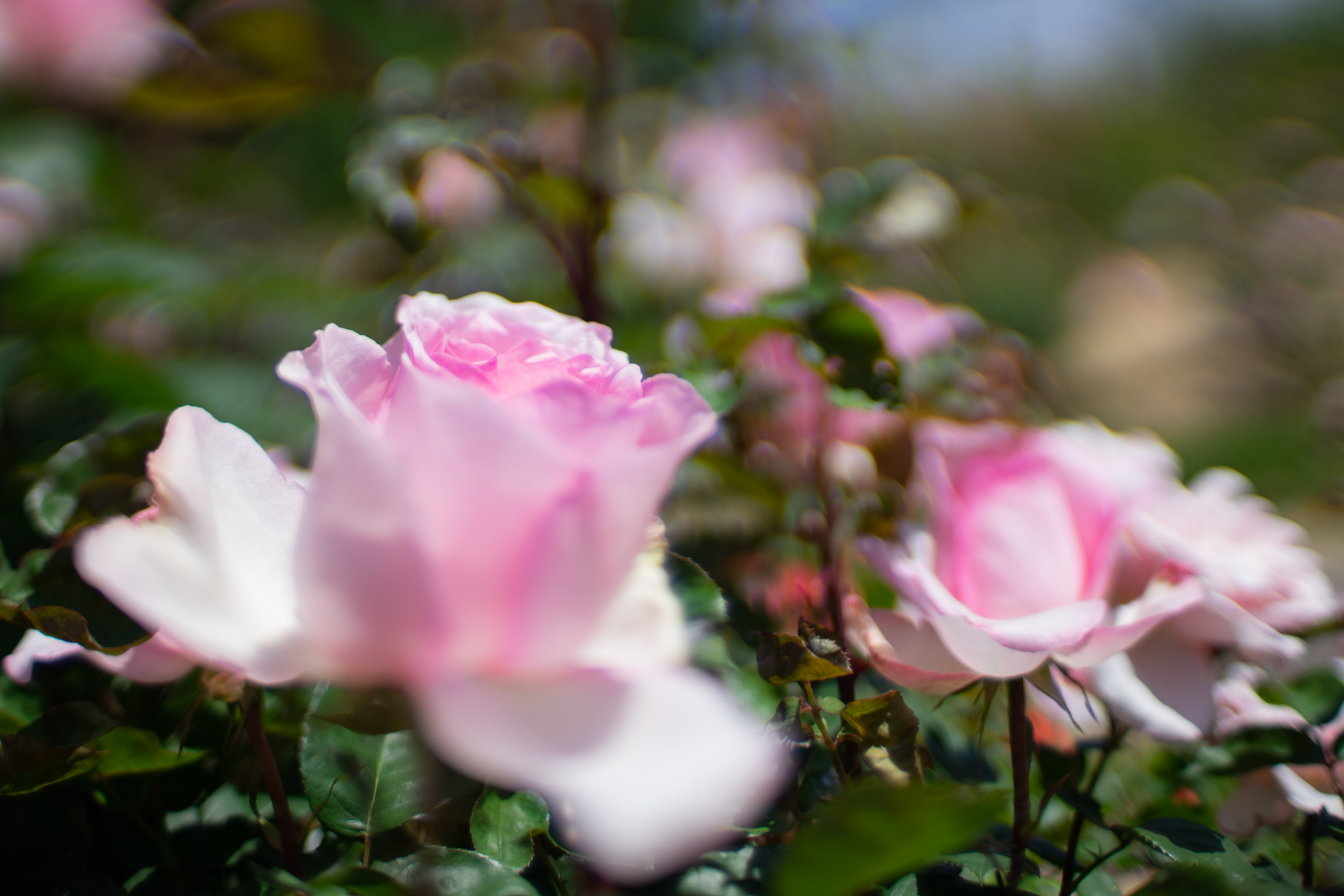 f:id:Paradisia:20200530162424j:plain f:id:Paradisia:20200530162424j:plain