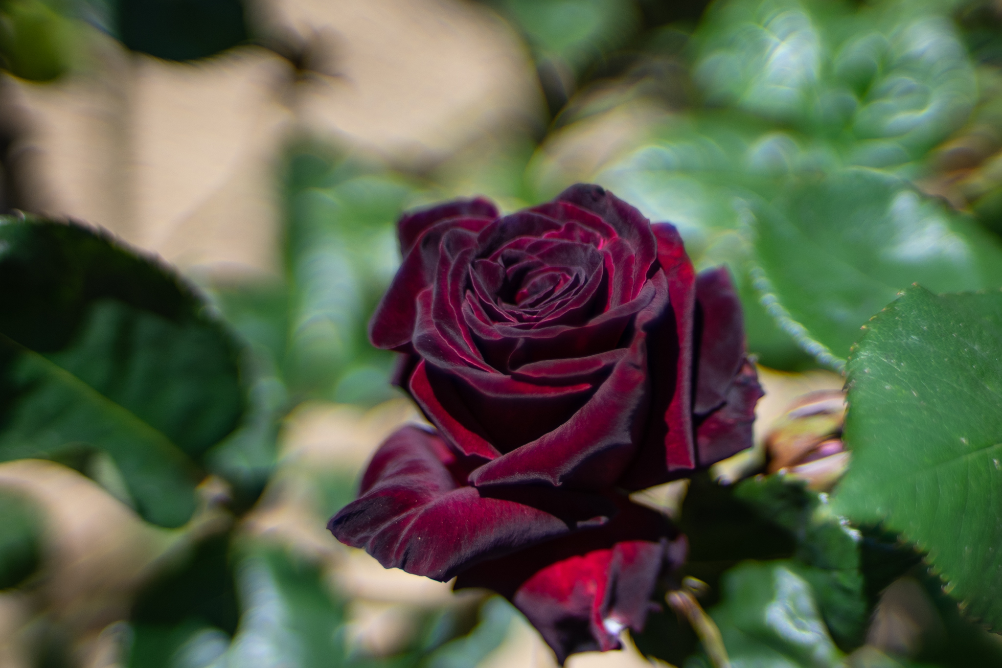 f:id:Paradisia:20200530162439j:plain f:id:Paradisia:20200530162439j:plain