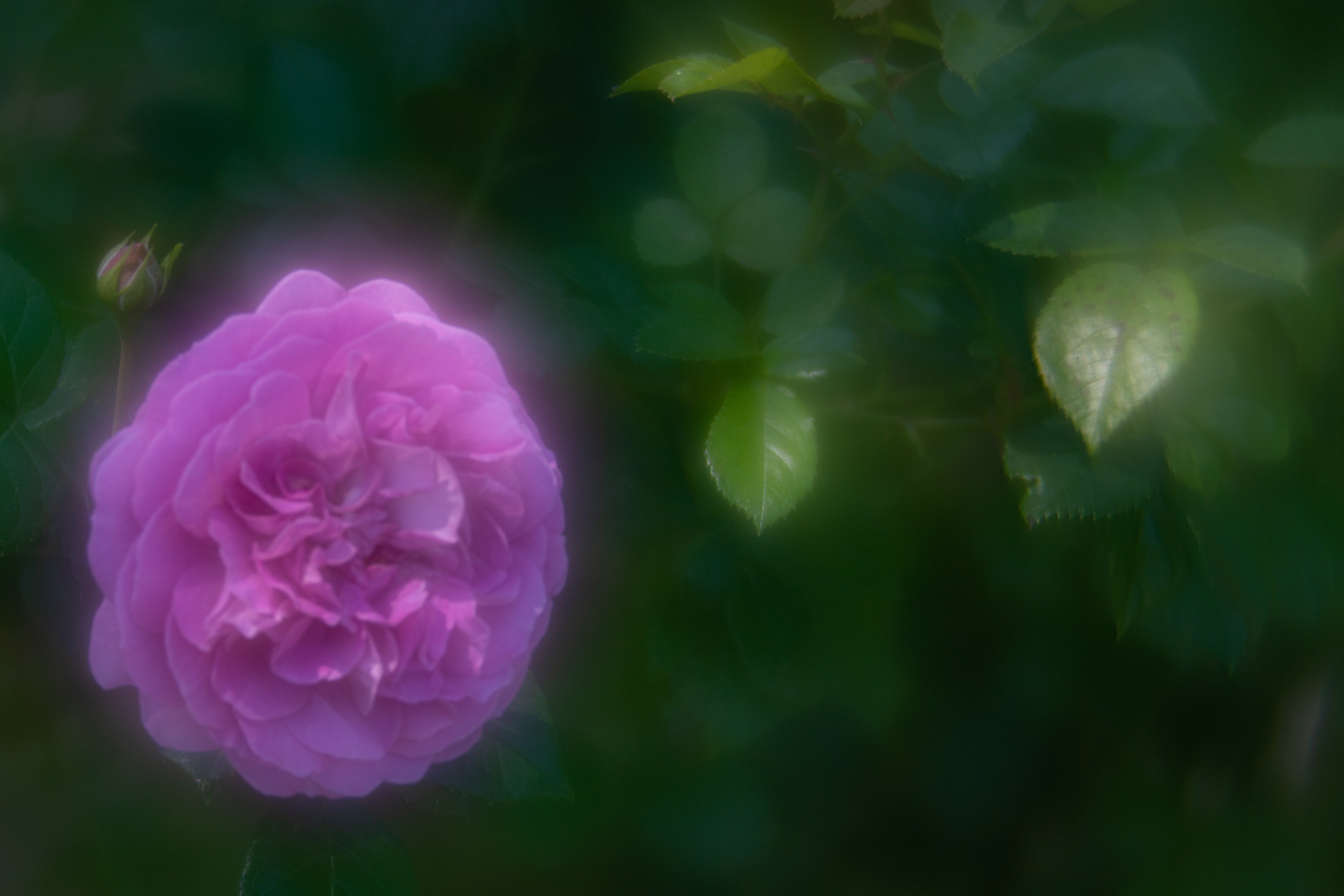 f:id:Paradisia:20200530163310j:plain f:id:Paradisia:20200530163310j:plain