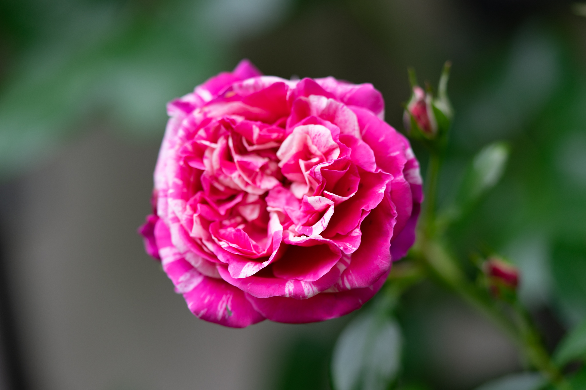 f:id:Paradisia:20200531173432j:plain