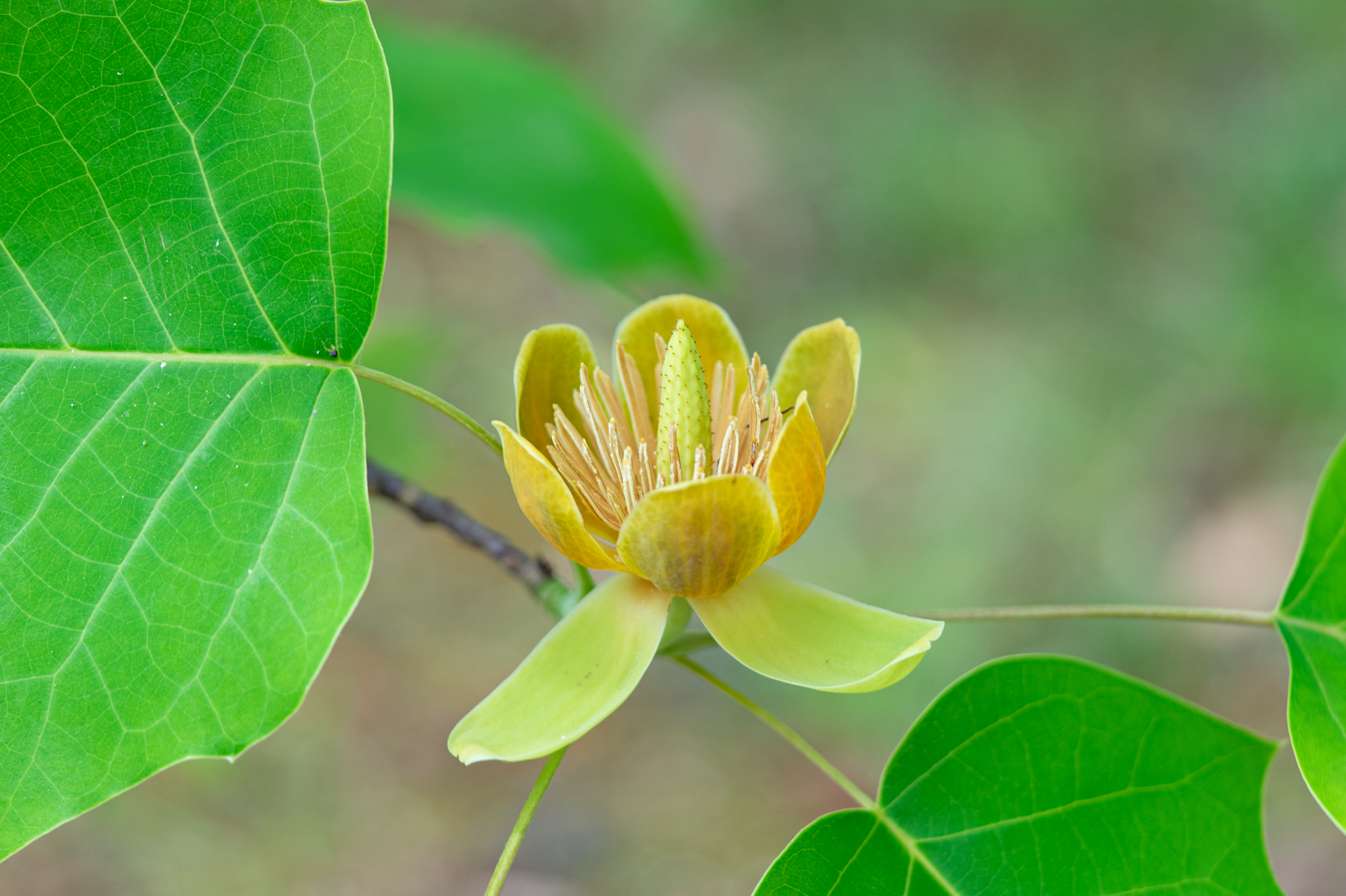 木に咲くチューリップ シナユリノキ 光と風と薔薇と