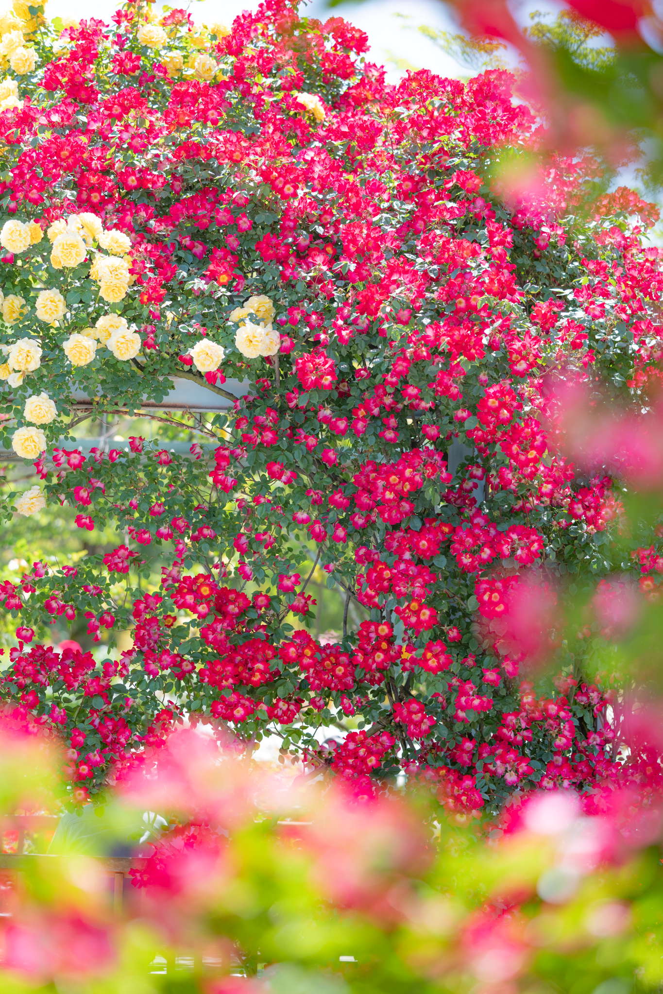 f:id:Paradisia:20200602062749j:plain