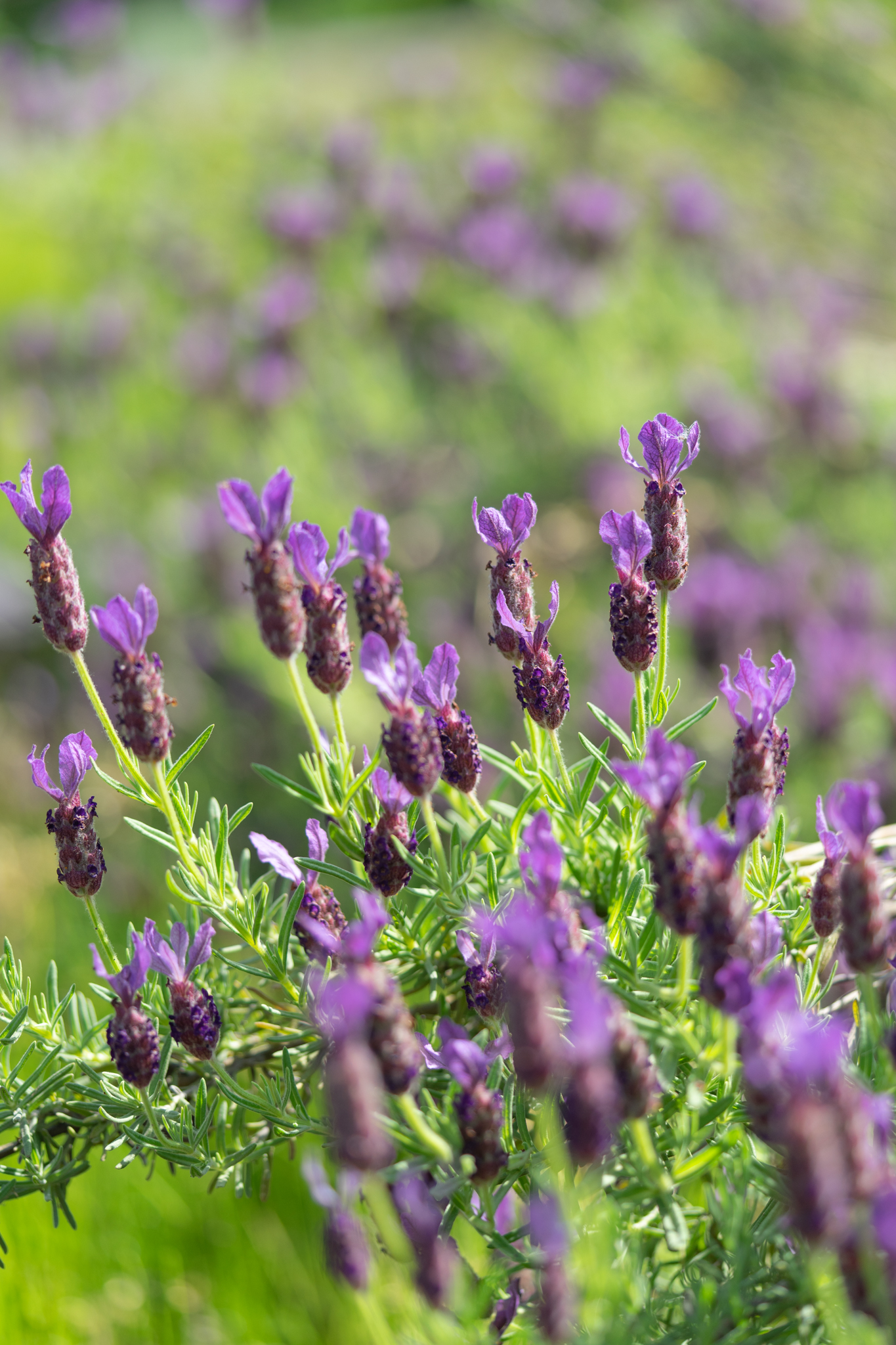 f:id:Paradisia:20200602072041j:plain f:id:Paradisia:20200602072041j:plain