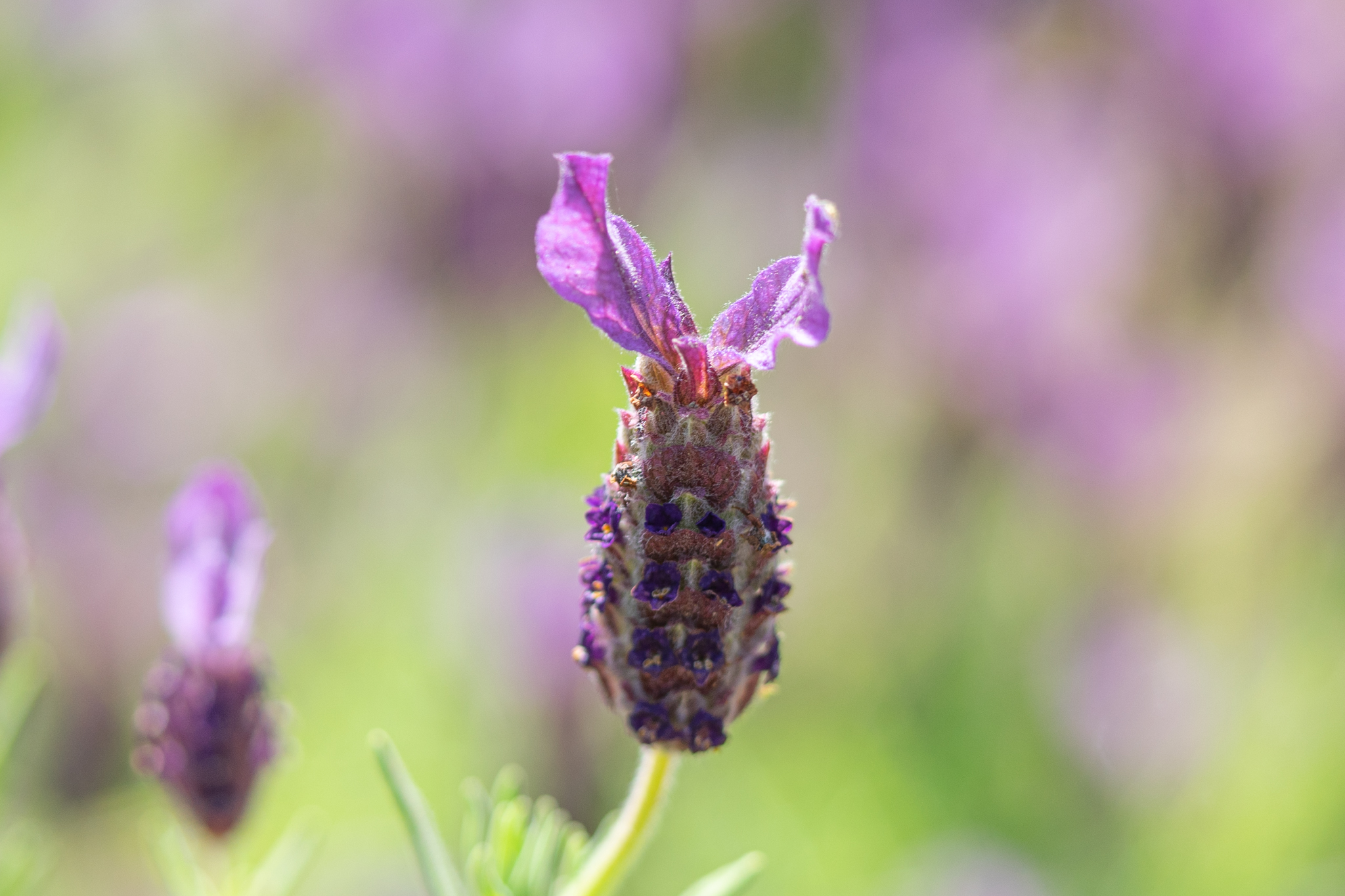 f:id:Paradisia:20200602072057j:plain f:id:Paradisia:20200602072057j:plain