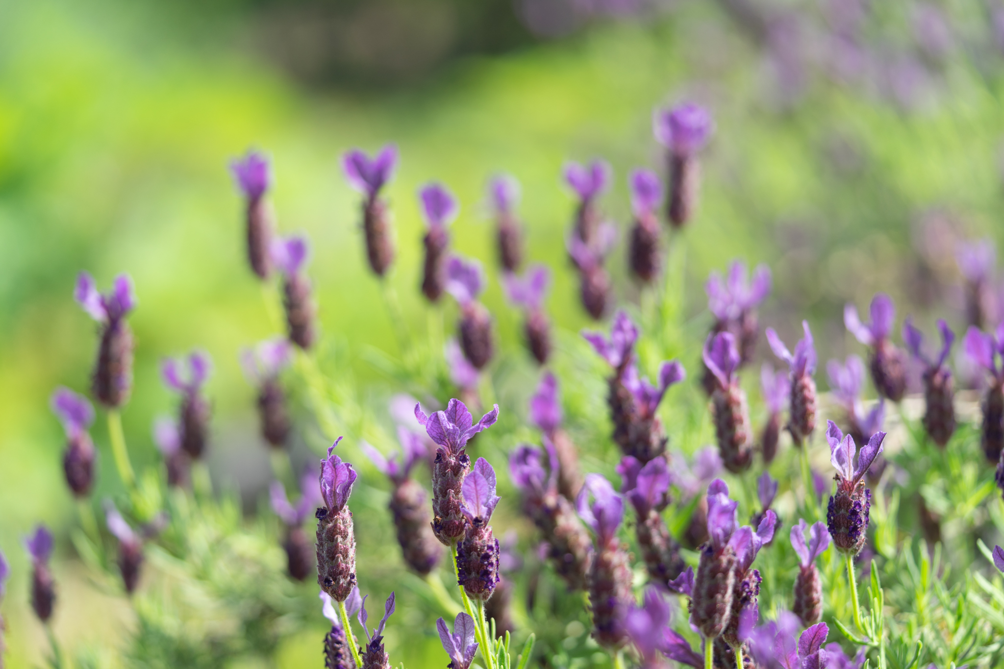 f:id:Paradisia:20200602072117j:plain f:id:Paradisia:20200602072117j:plain