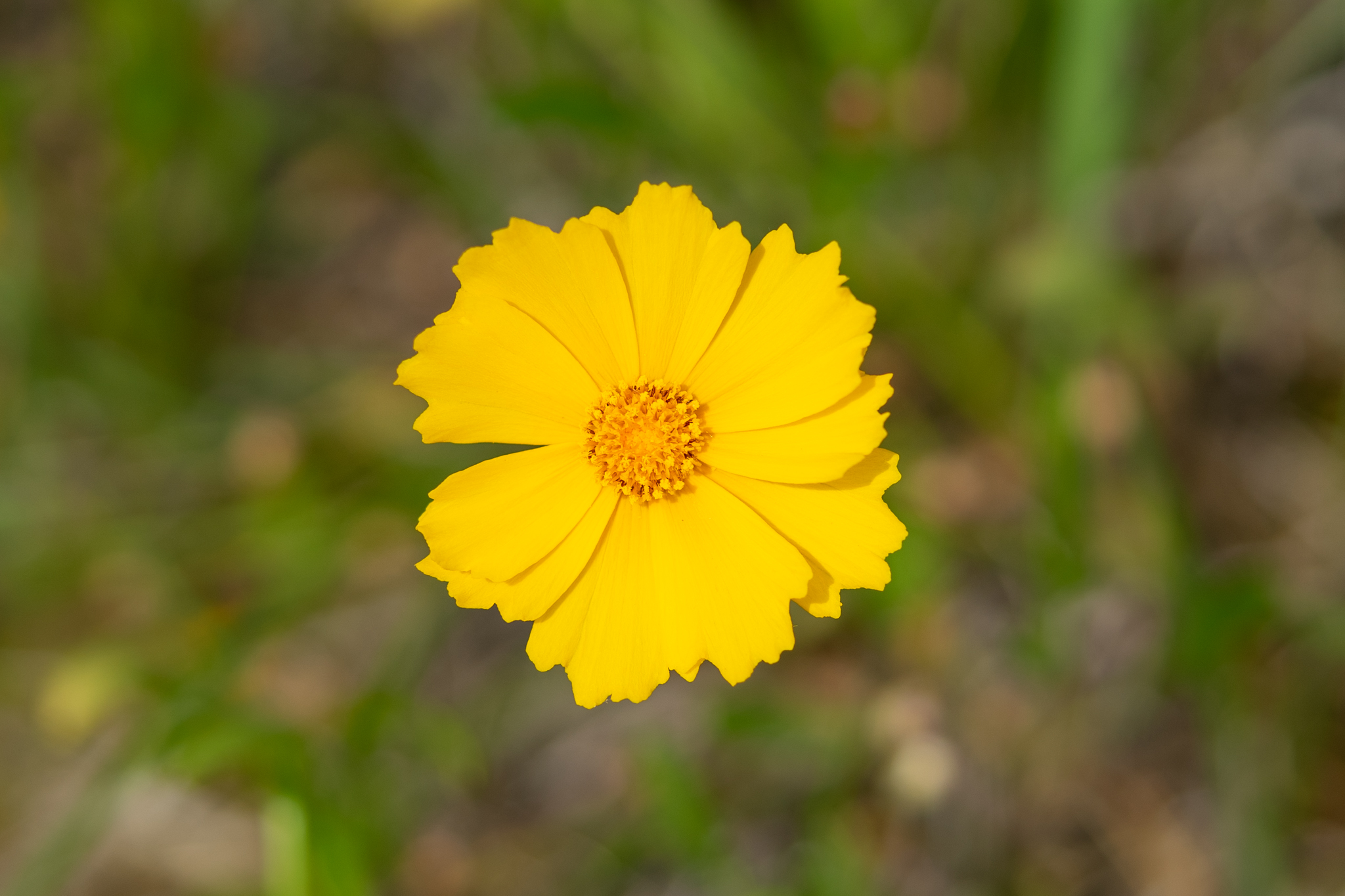 f:id:Paradisia:20200602151843j:plain f:id:Paradisia:20200602151843j:plain
