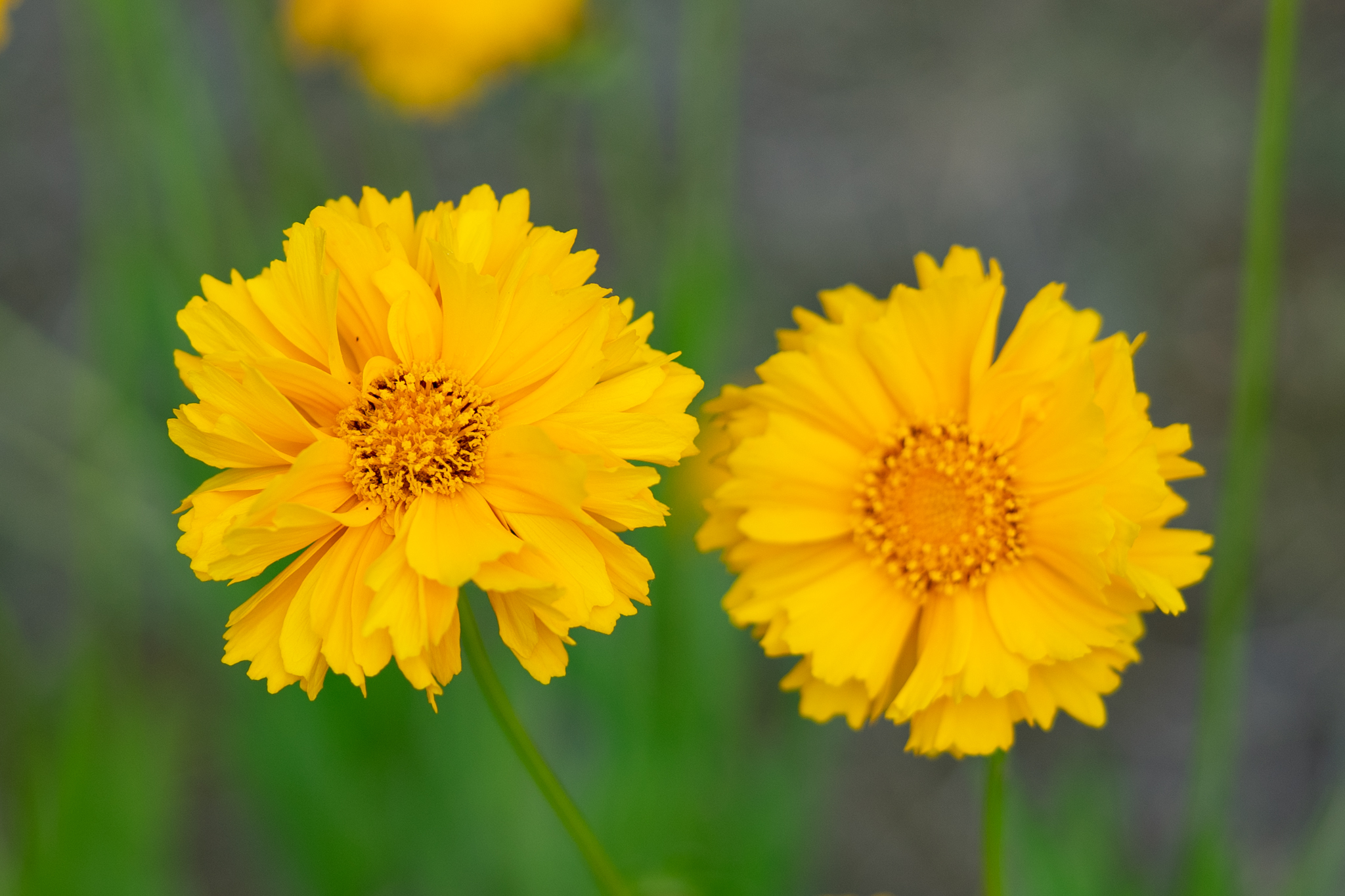 f:id:Paradisia:20200602151854j:plain f:id:Paradisia:20200602151854j:plain