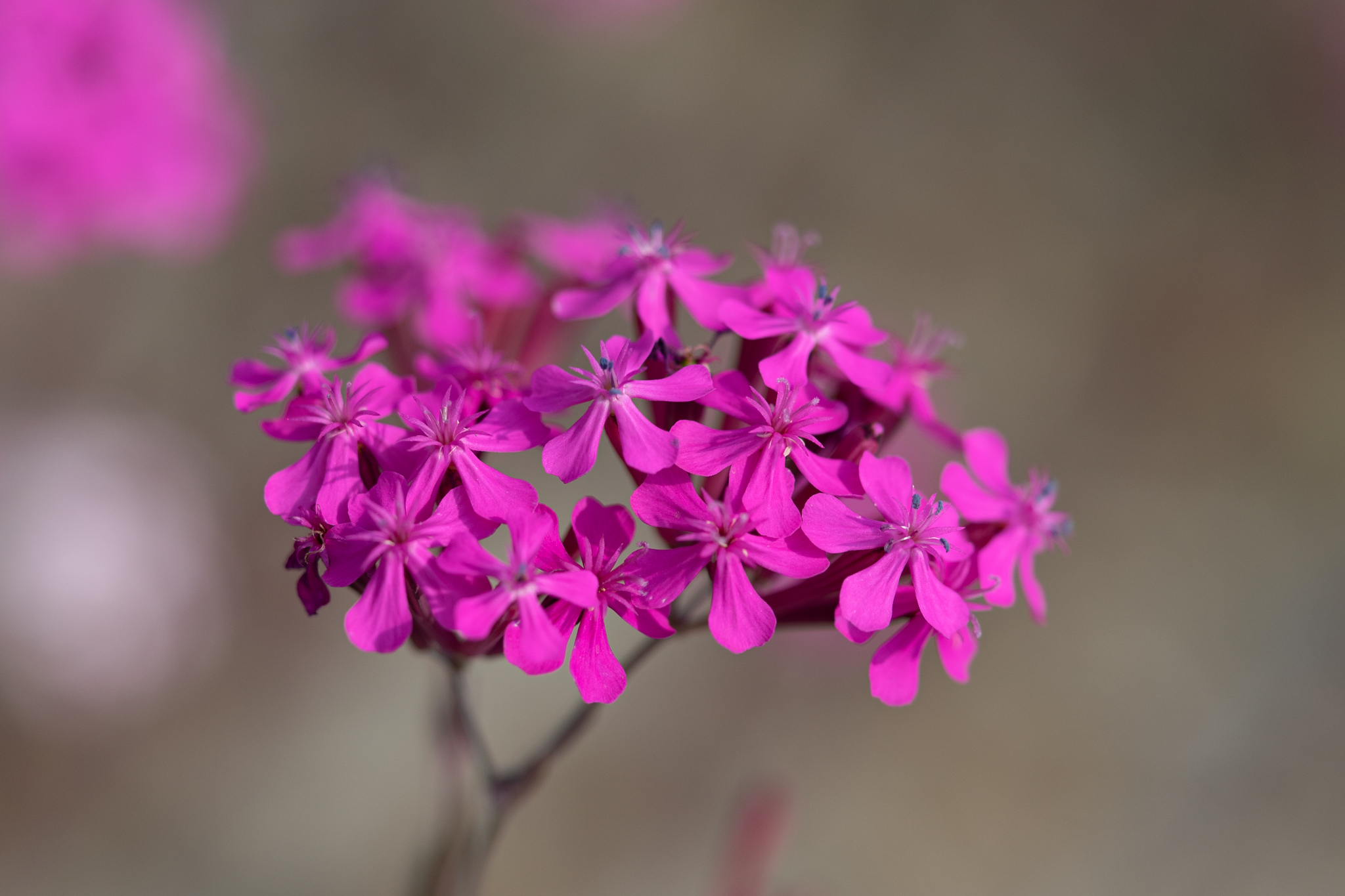 f:id:Paradisia:20200603113705j:plain f:id:Paradisia:20200603113705j:plain
